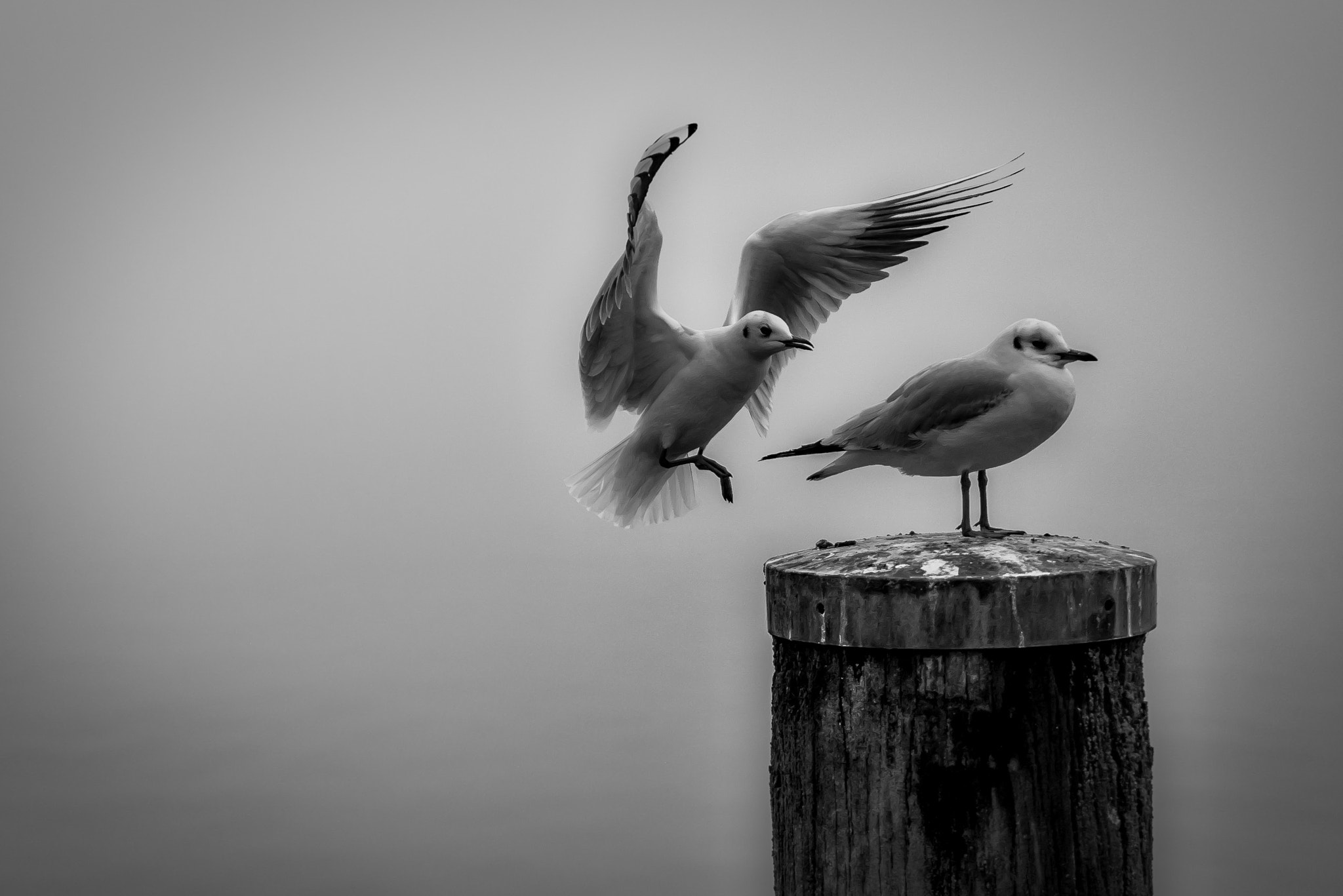 Panasonic Lumix DMC-GF7 + Panasonic Leica DG Summilux 25mm F1.4 II ASPH sample photo. Gulls photography