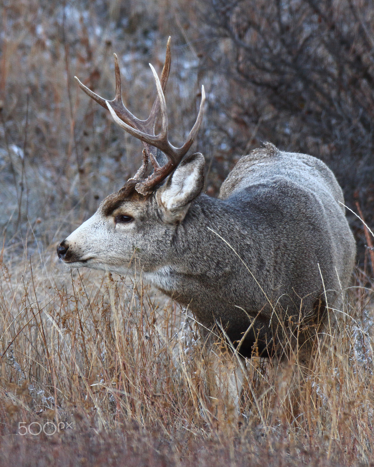 Canon EOS 7D + Canon EF 600mm f/4L IS sample photo. Mule deer buck photography