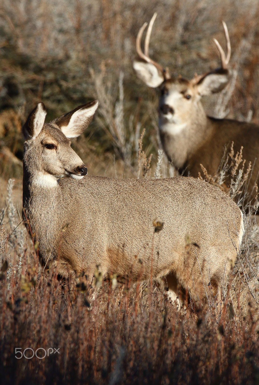 Canon EF 600mm f/4L IS sample photo. Mule deer photography