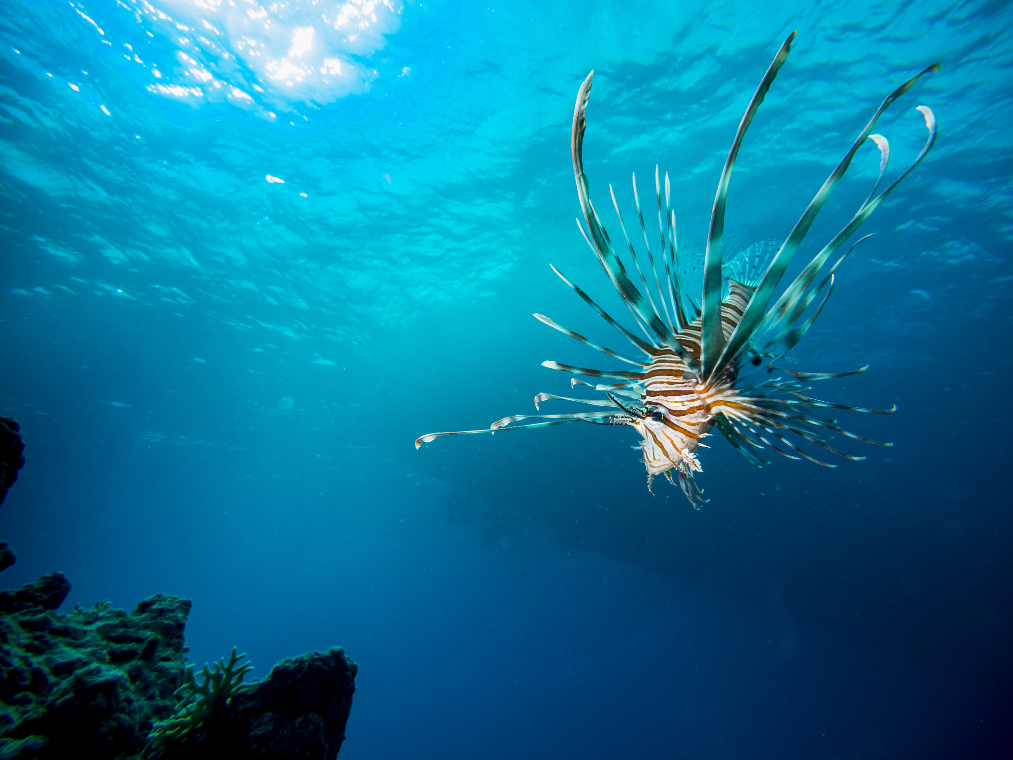 Olympus PEN E-PL5 + OLYMPUS M.9-18mm F4.0-5.6 sample photo. Lion fish photography