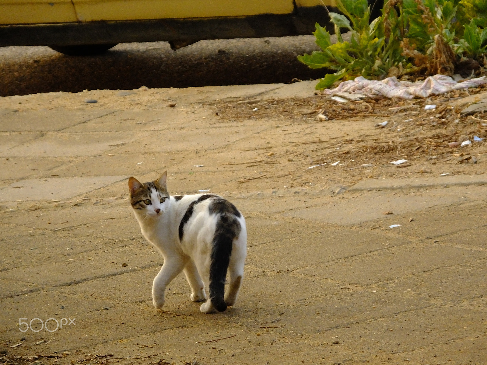 Fujifilm FinePix HS55EXR sample photo. Cat in the street photography