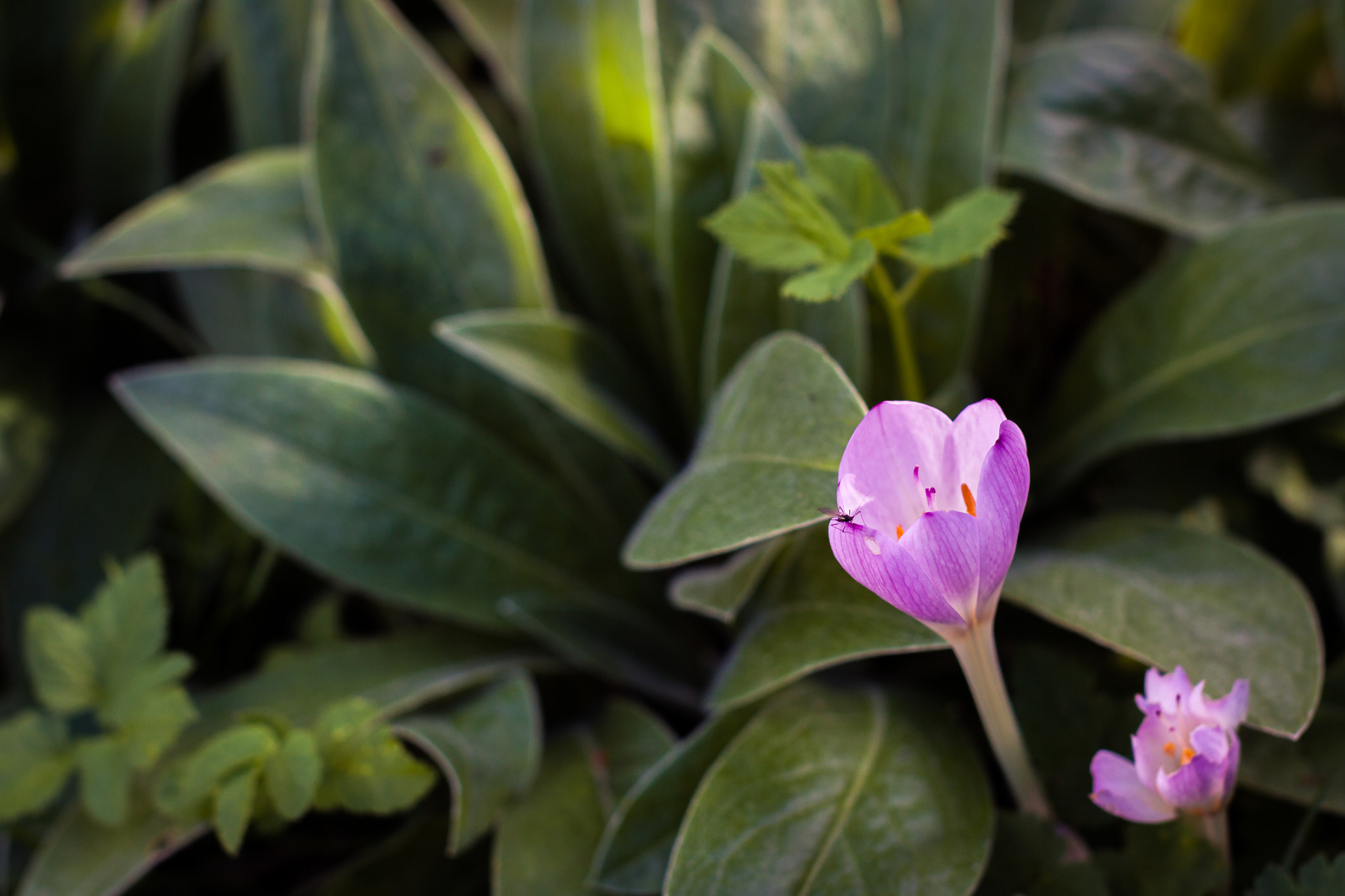 Sigma 50mm F1.4 EX DG HSM sample photo. Summer will return photography