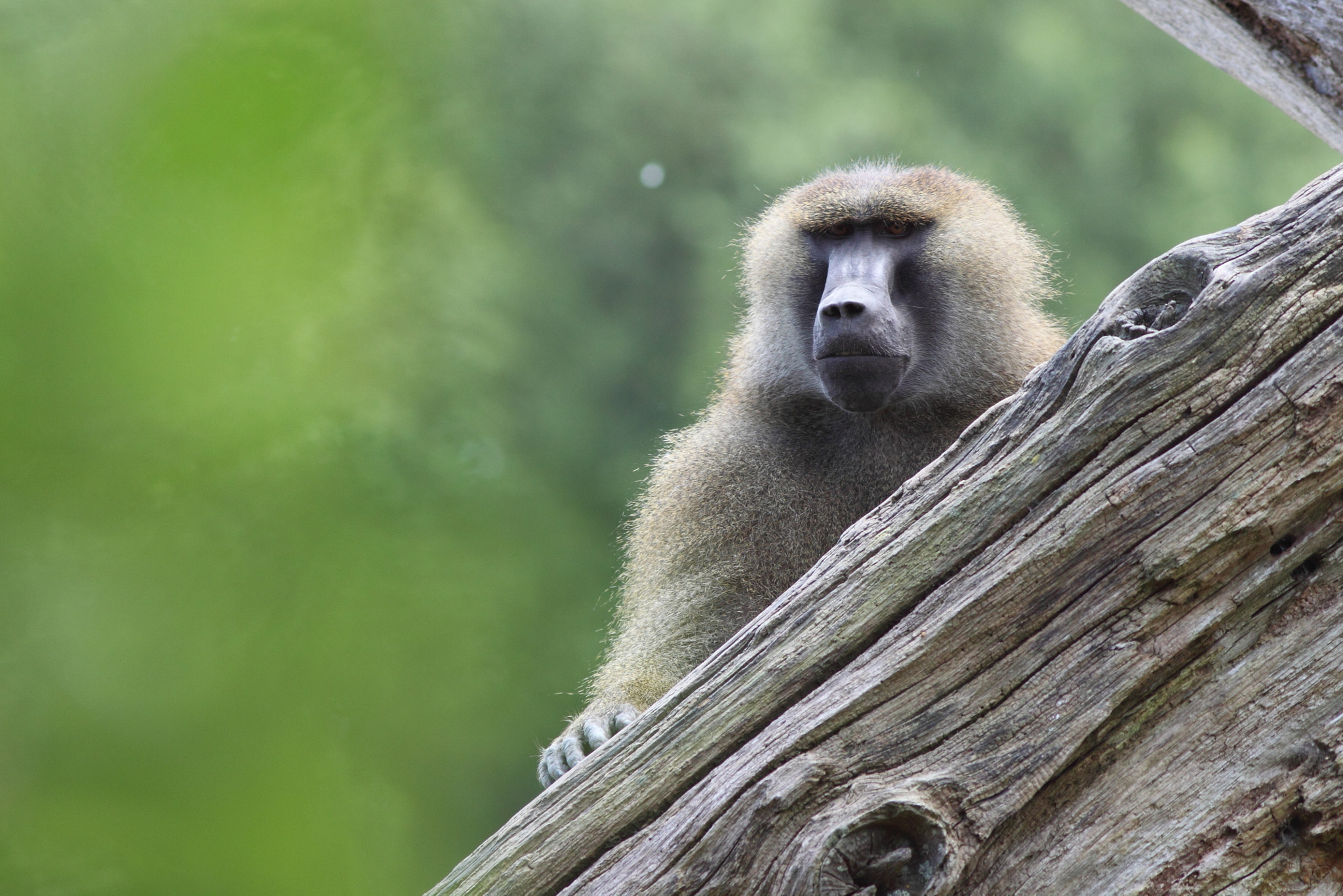 Canon EOS 50D + Canon EF 300mm F4L IS USM sample photo. Baboon photography