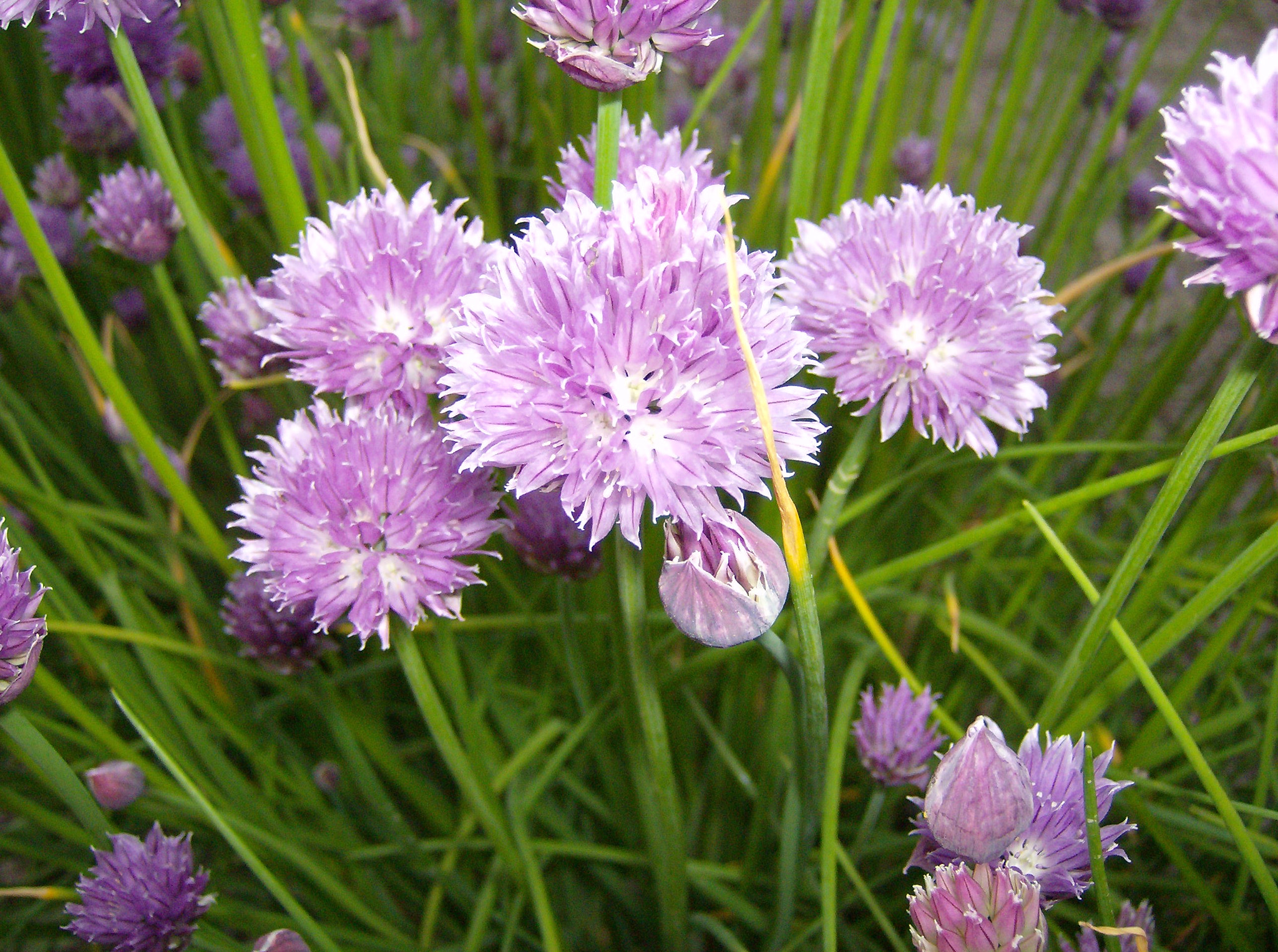 HP Photosmart M425 sample photo. Gräslök  chive photography