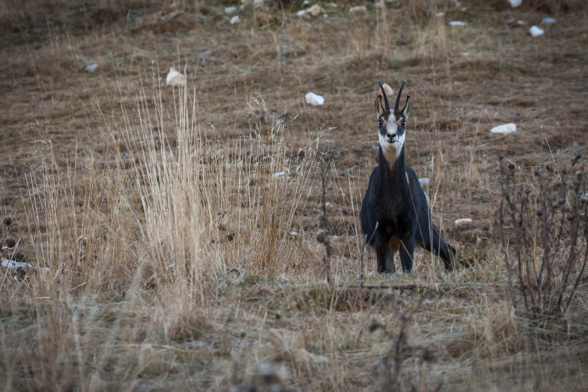 Canon EOS-1D Mark III sample photo. Hello!! photography