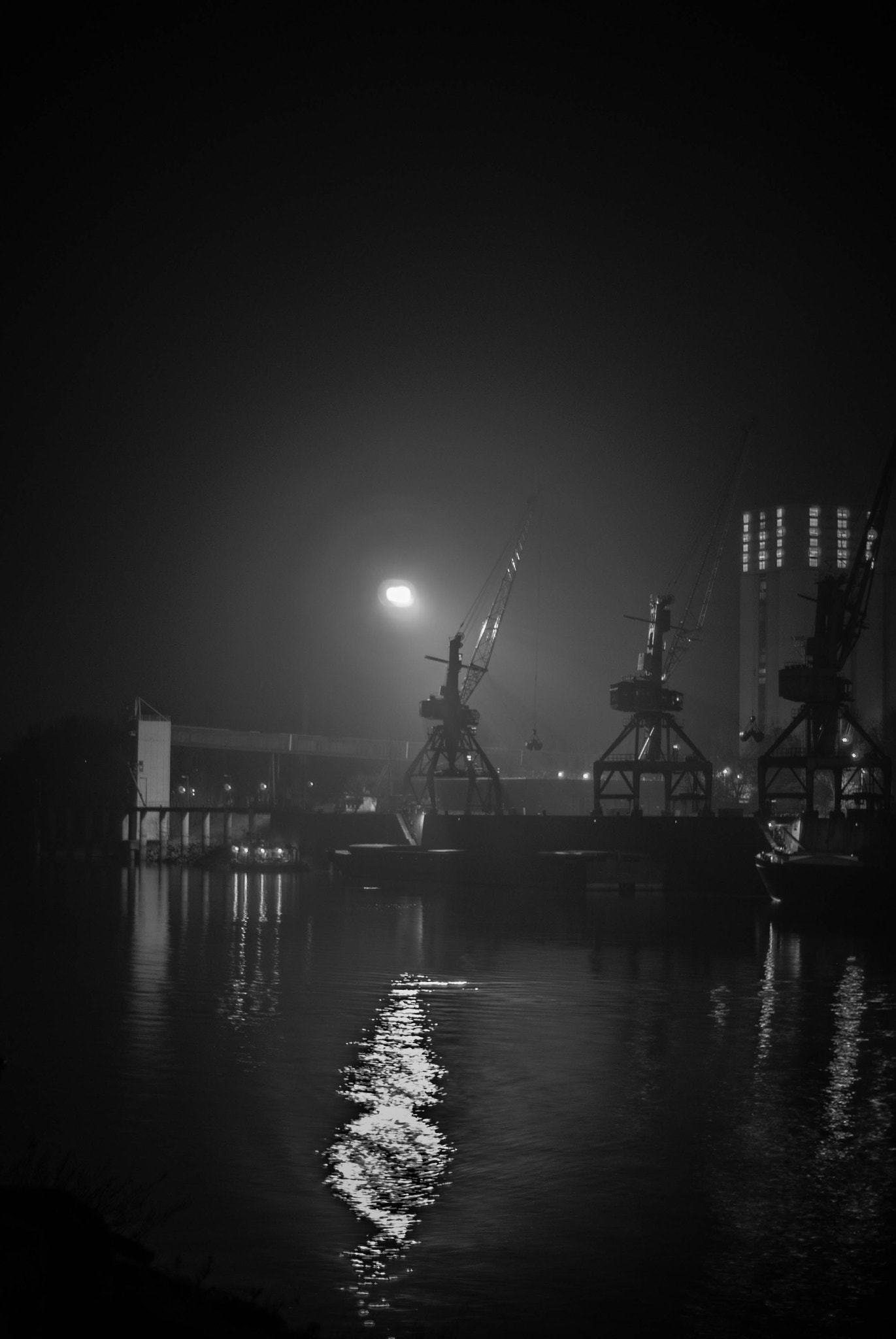 Sony Alpha DSLR-A200 + Minolta AF 50mm F1.7 sample photo. Cranes photography