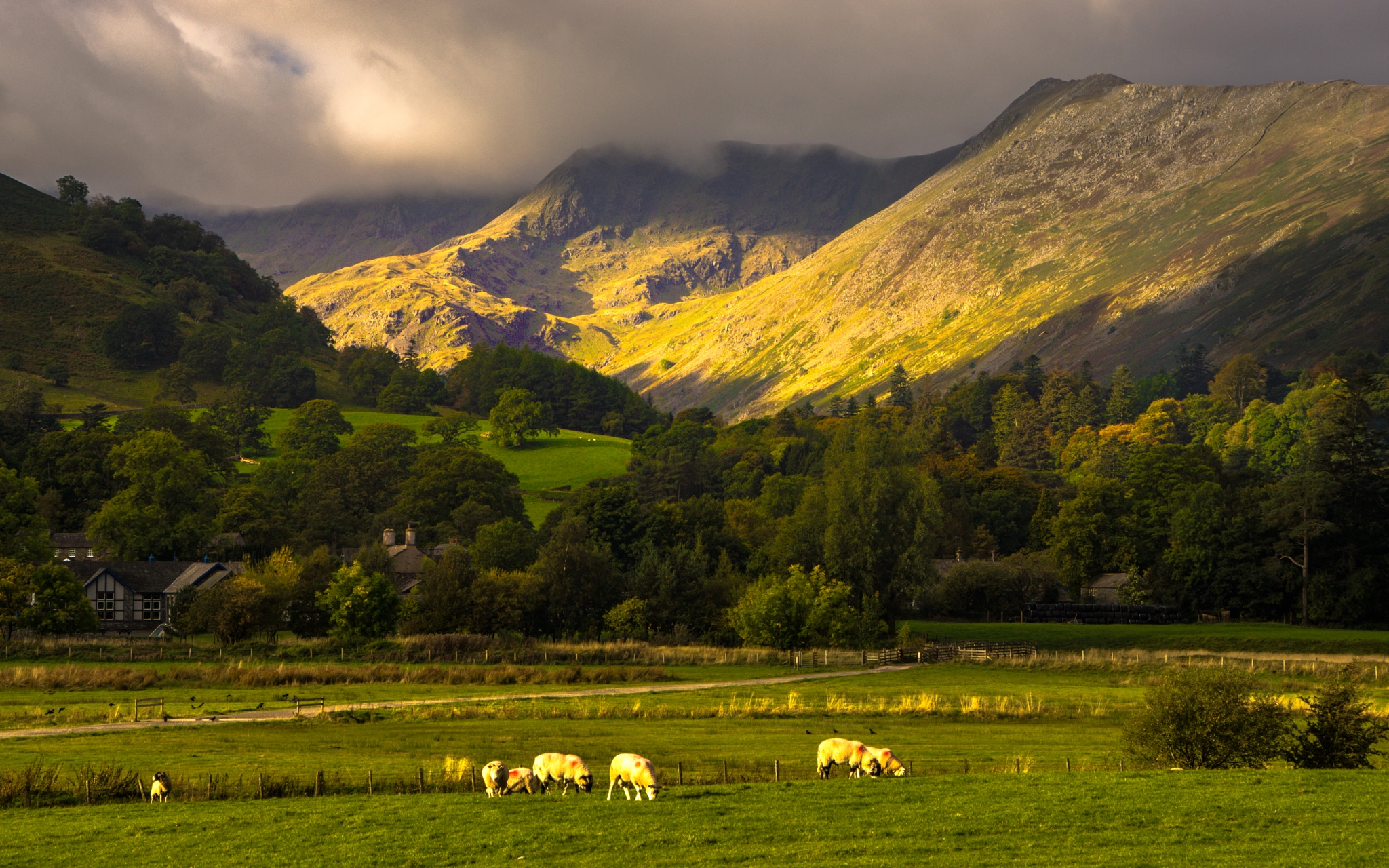 Sony Alpha NEX-7 + 24-70mm F4 ZA OSS sample photo. Grazing herdwick sheep photography