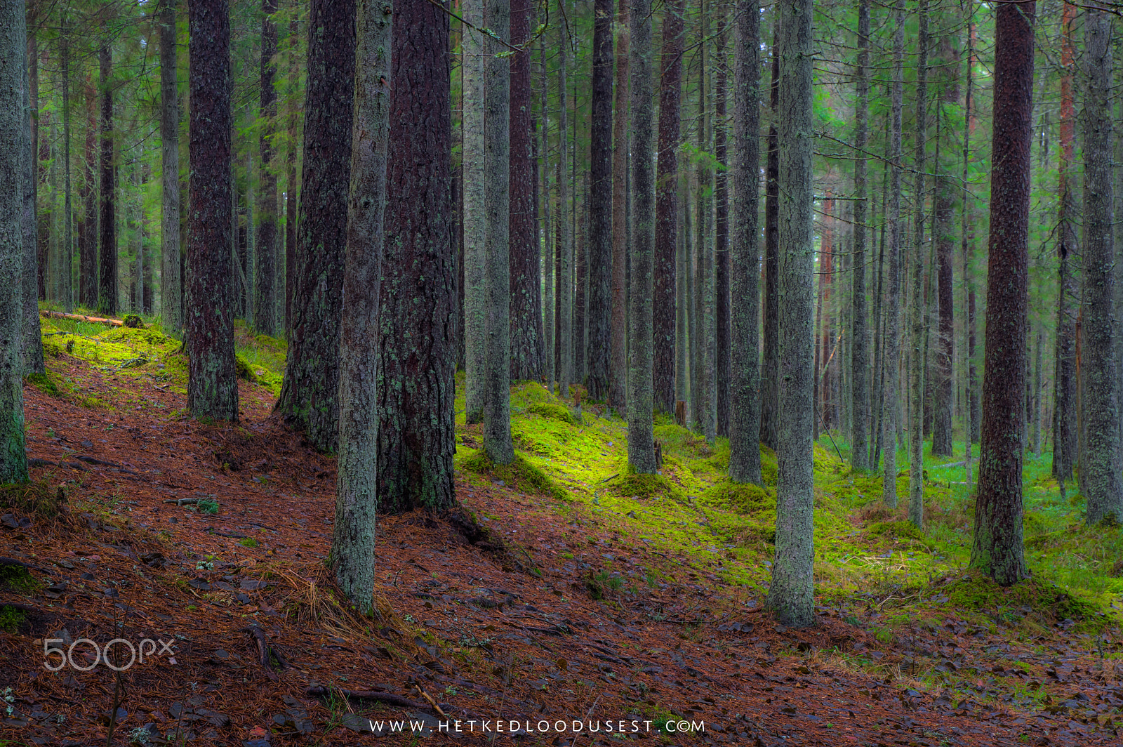 Pentax K-3 II sample photo. Kakerdaja bog photography