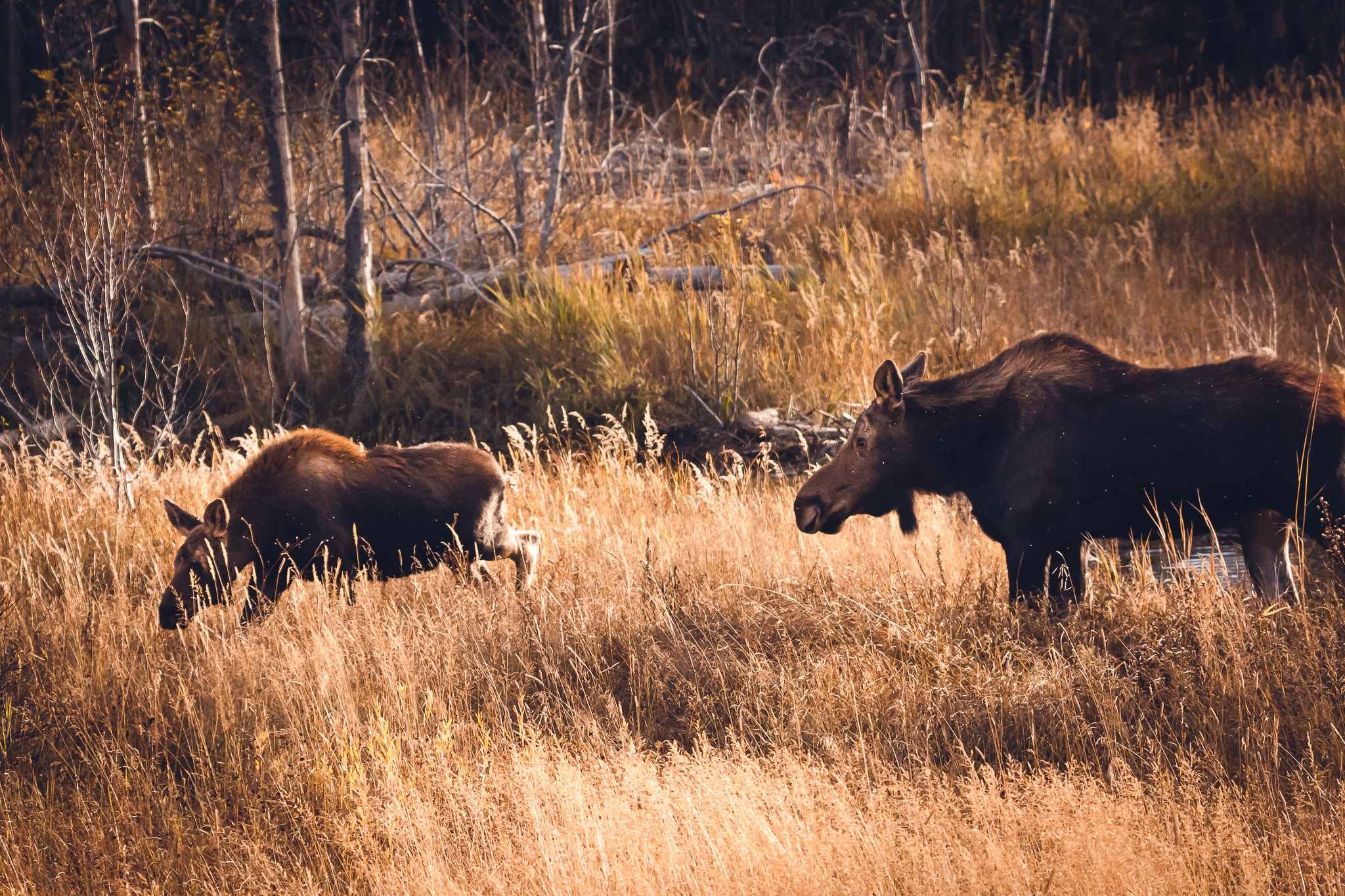 Canon EOS 500D (EOS Rebel T1i / EOS Kiss X3) sample photo. Moose family photography