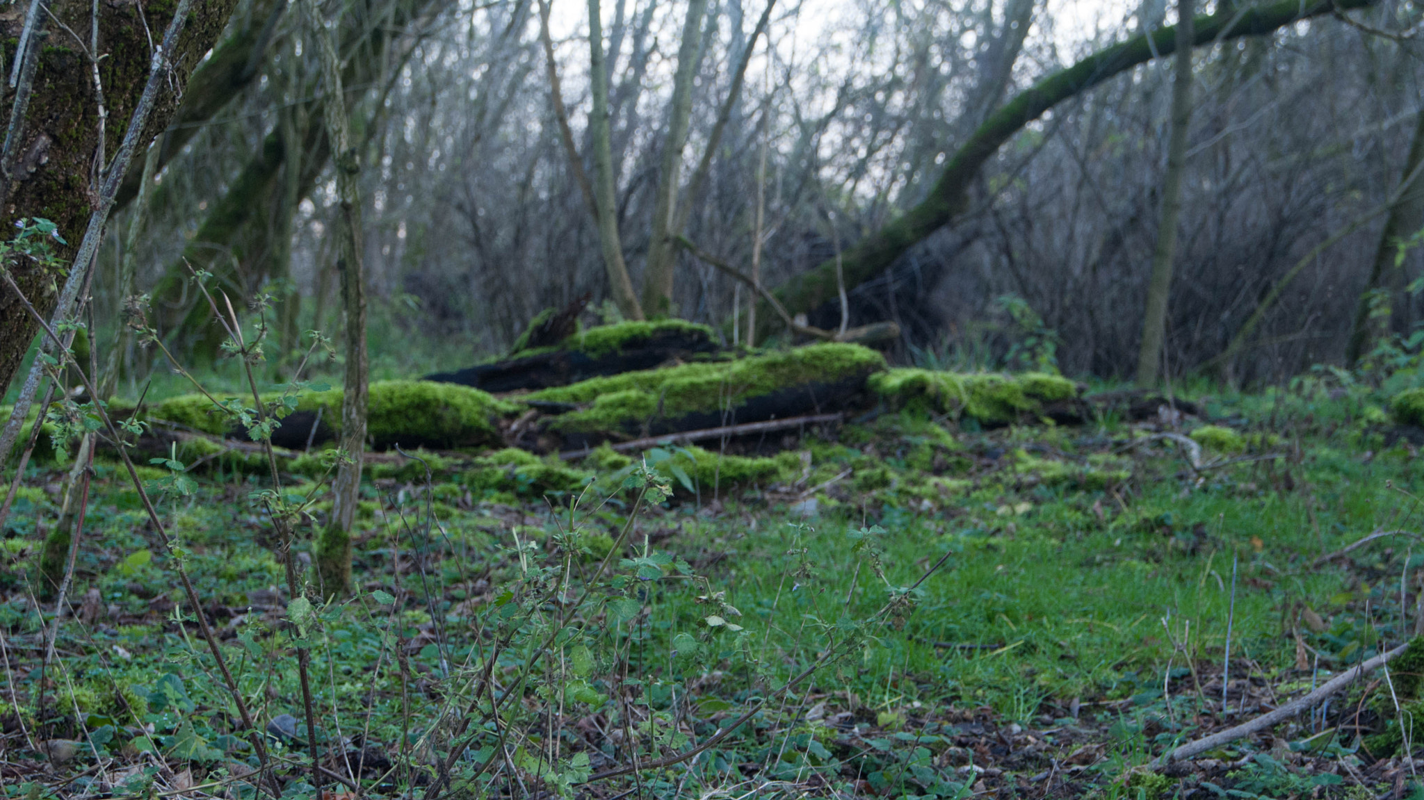 Sony Alpha DSLR-A200 + Sony DT 18-55mm F3.5-5.6 SAM sample photo. A little bit nature in berlin photography