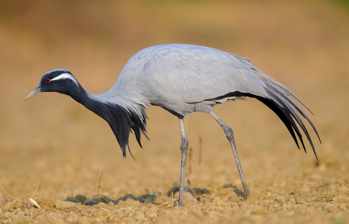 Nikon D7000 + Nikon AF-S Nikkor 500mm F4G ED VR sample photo. Demoiselle cranes photography