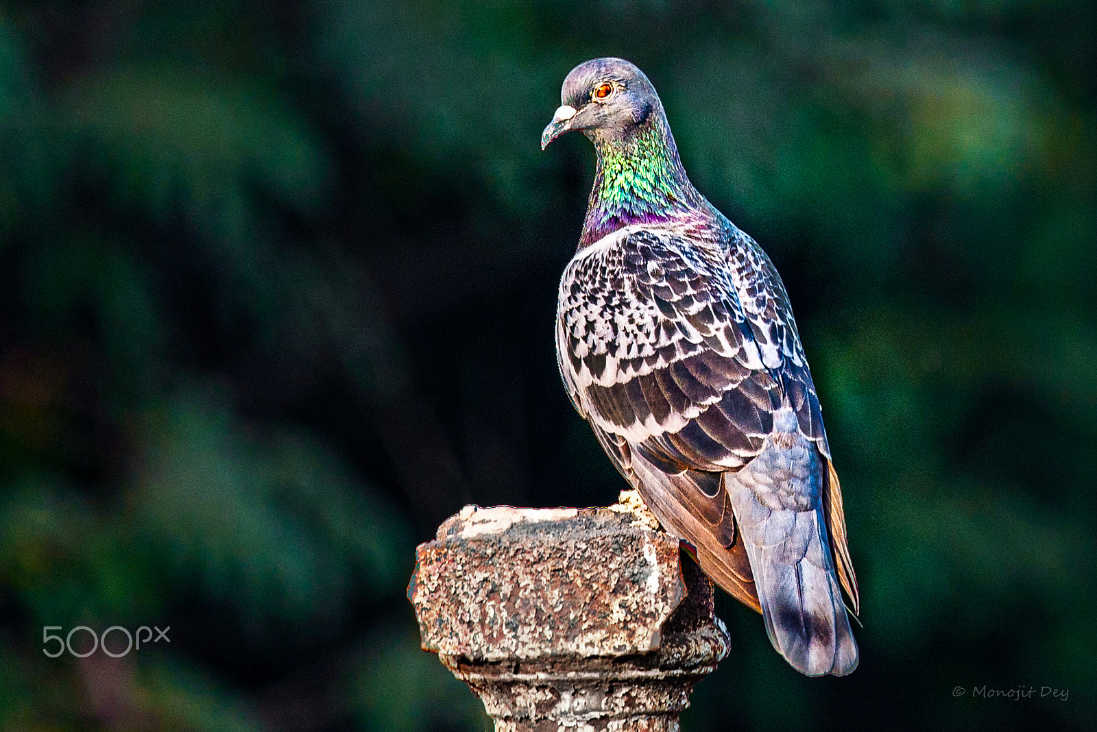 Nikon Nikkor AF-S 300mm F4E PF ED VR sample photo. I could do with a portrait too ! photography