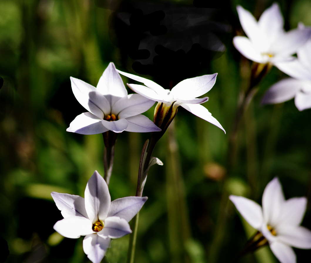 Pentax K200D sample photo. Star flowers photography