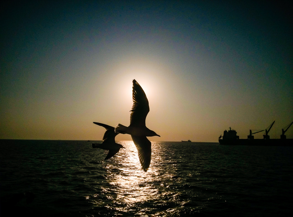 LG Optimus G sample photo. Albatross against the sun photography