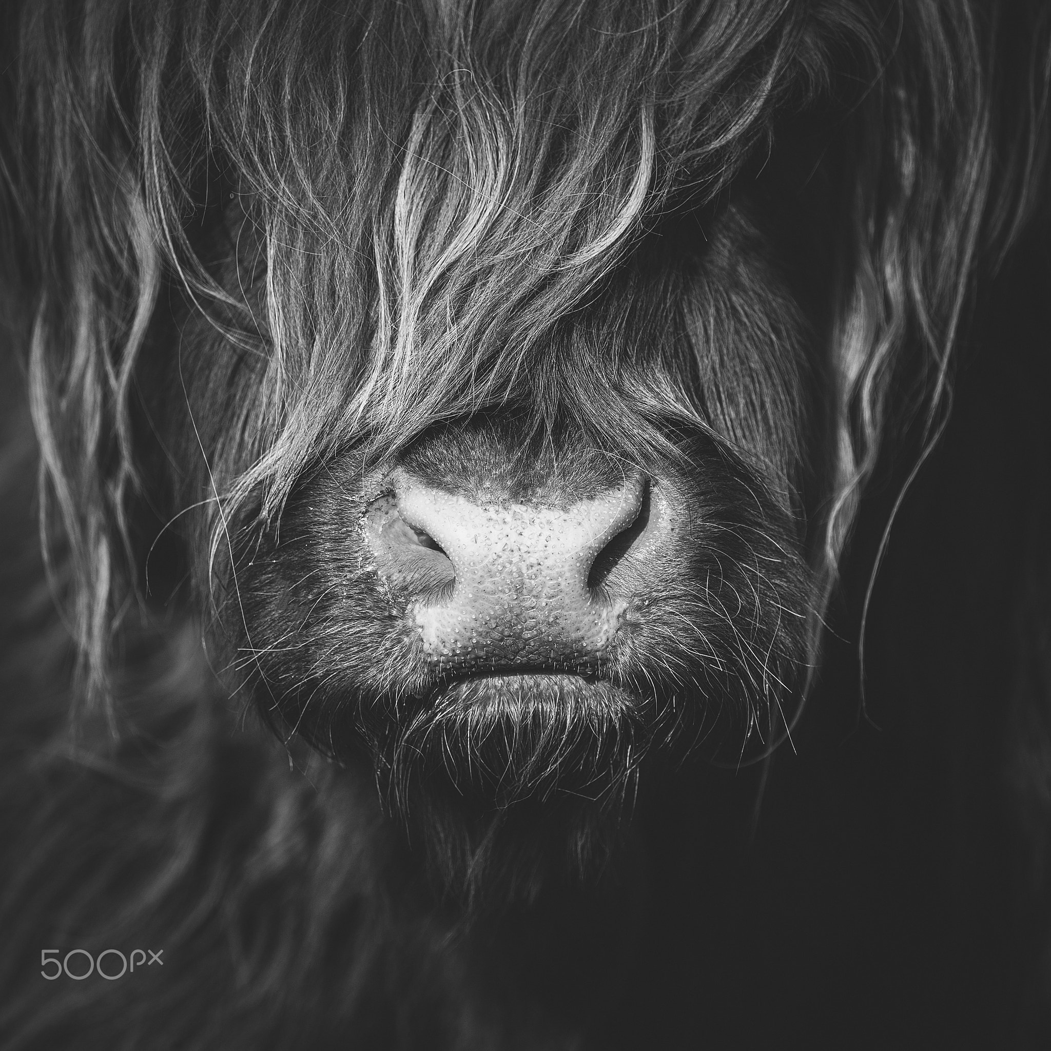 Mono Highland Cow