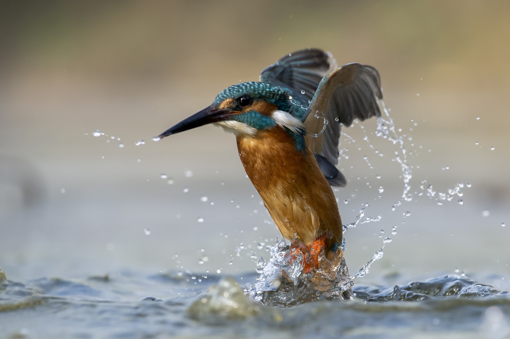 Nikon AF-S Nikkor 70-200mm F4G ED VR sample photo. Dancing in the water photography
