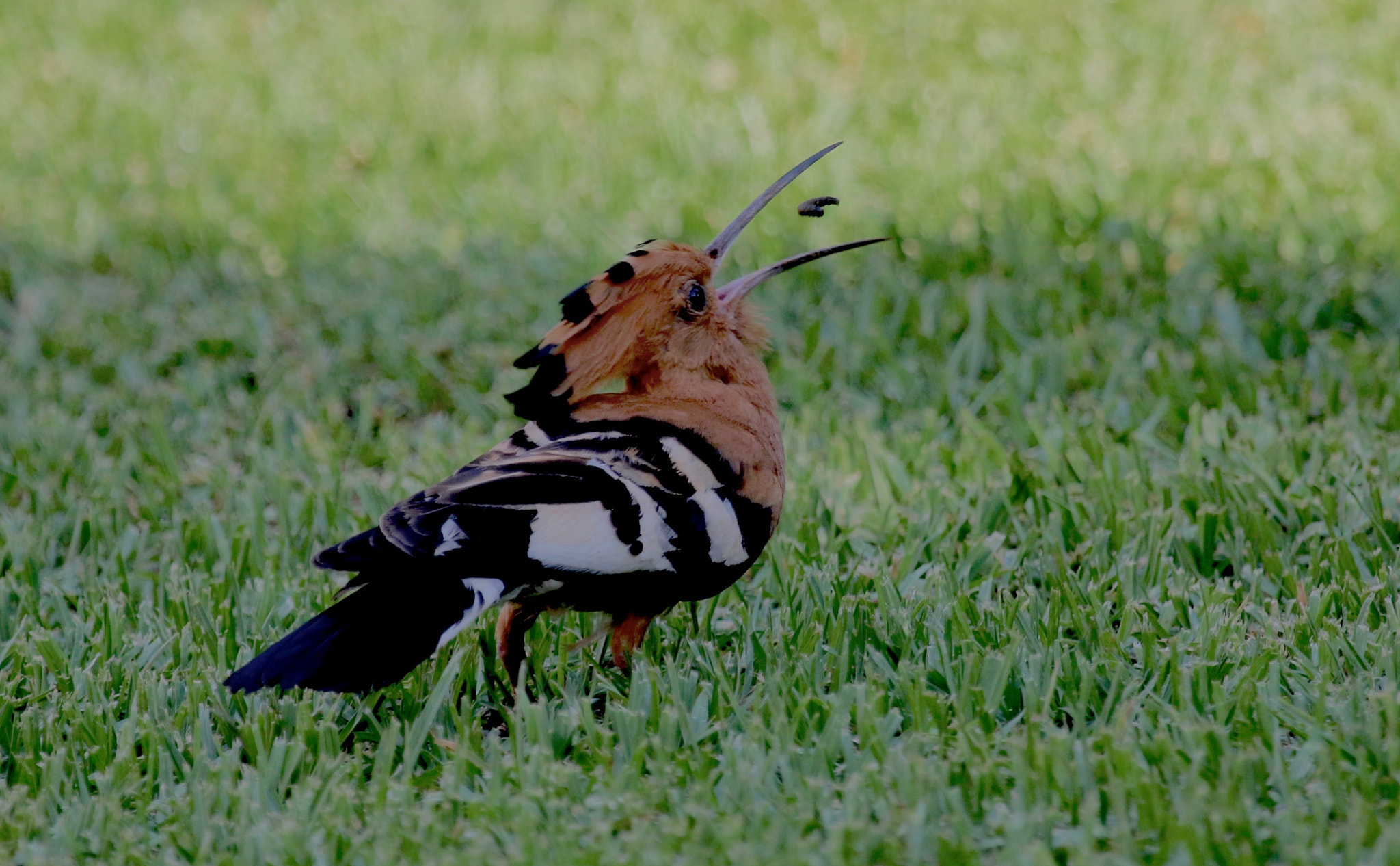 Canon EF 100-400mm F4.5-5.6L IS USM sample photo. African hoopoe...dinner time! photography