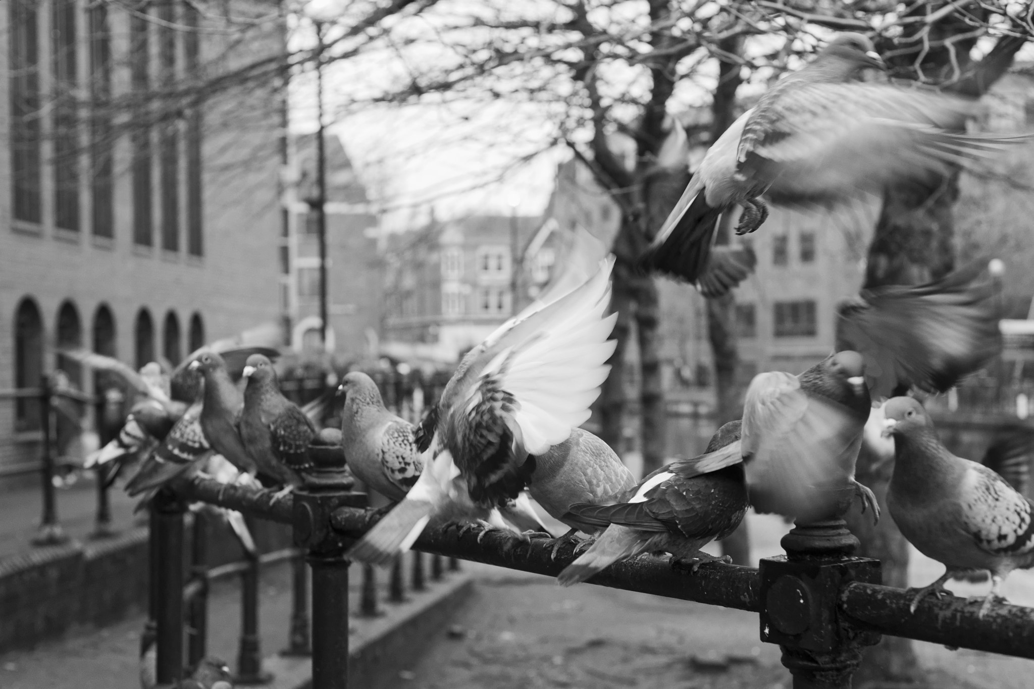 Sony Alpha DSLR-A900 + Minolta AF 50mm F1.7 sample photo. Pigeons photography