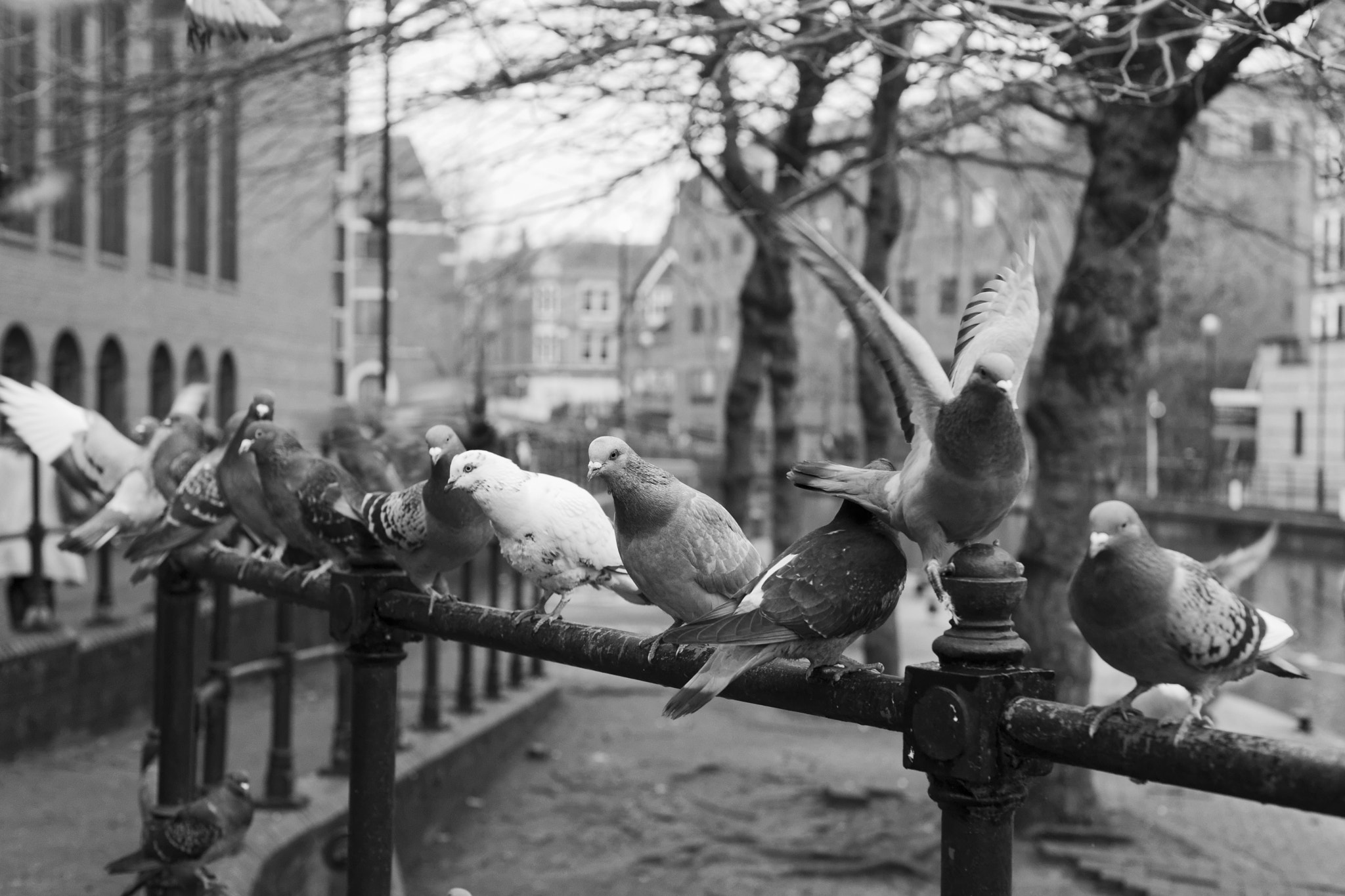 Sony Alpha DSLR-A900 + Minolta AF 50mm F1.7 sample photo. Pigeons photography