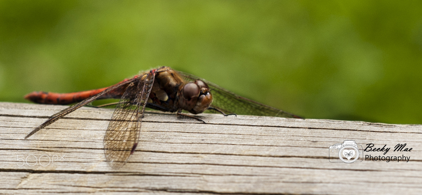 Nikon D40 + Nikon AF Nikkor 50mm F1.8D sample photo. Dragonfly photography