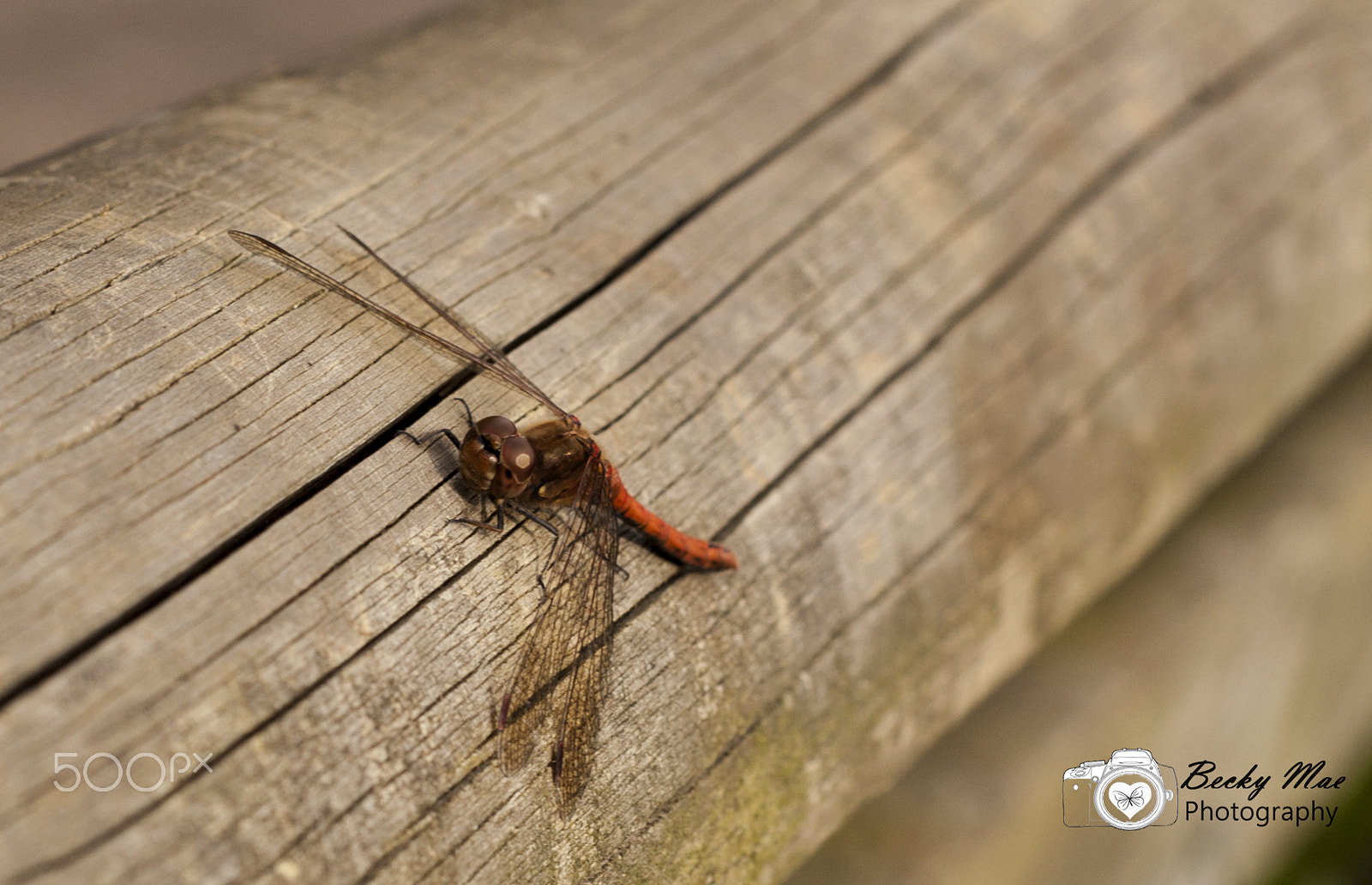 Nikon D40 + Nikon AF Nikkor 50mm F1.8D sample photo. Dragonfly photography