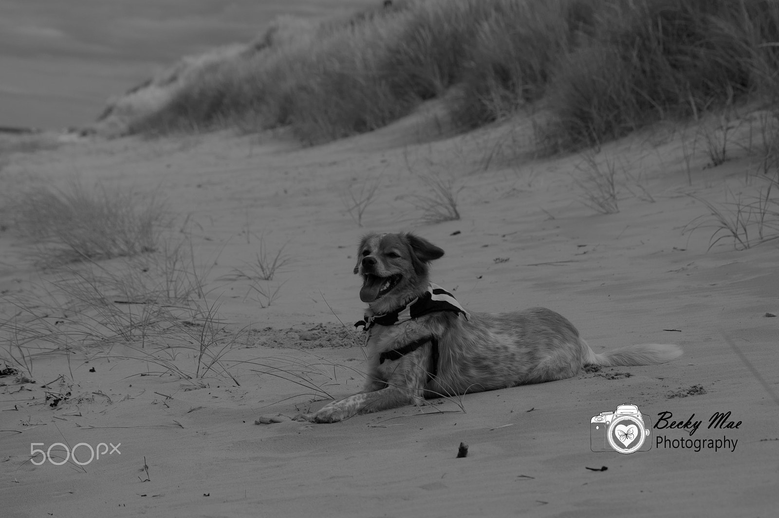 Sigma 70-300mm F4-5.6 APO DG Macro sample photo. B&w photography