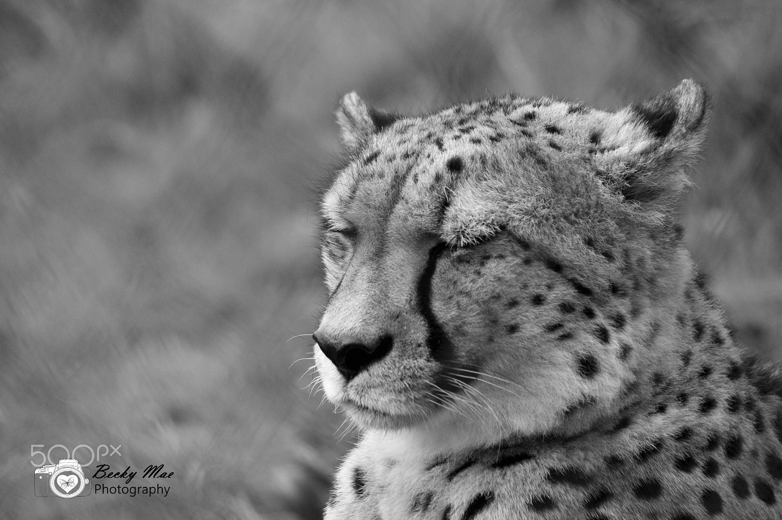 Sigma 70-300mm F4-5.6 APO DG Macro sample photo. Lep b&w photography