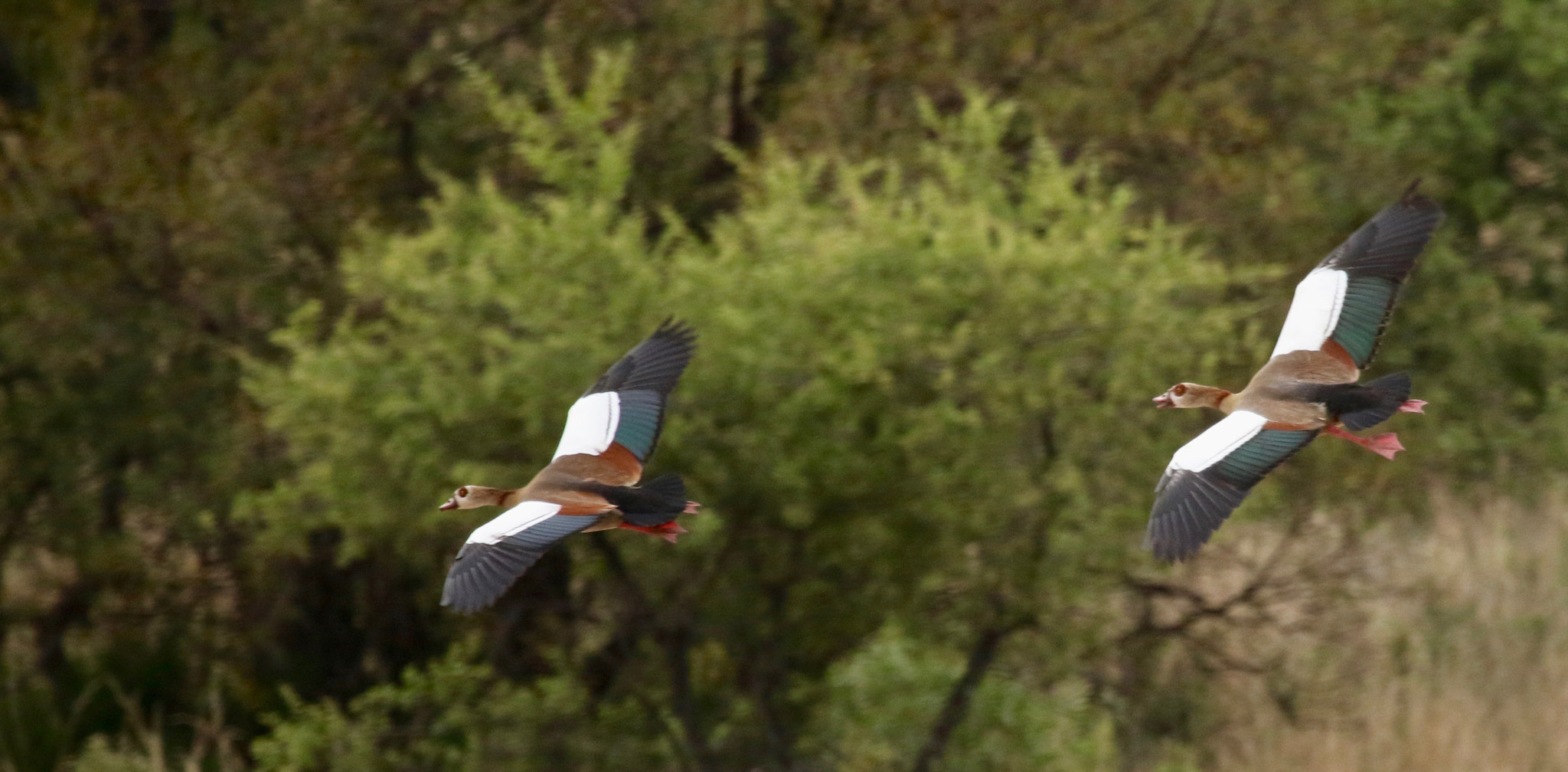 Canon EF 100-400mm F4.5-5.6L IS USM sample photo. Egyptian geese in flight photography