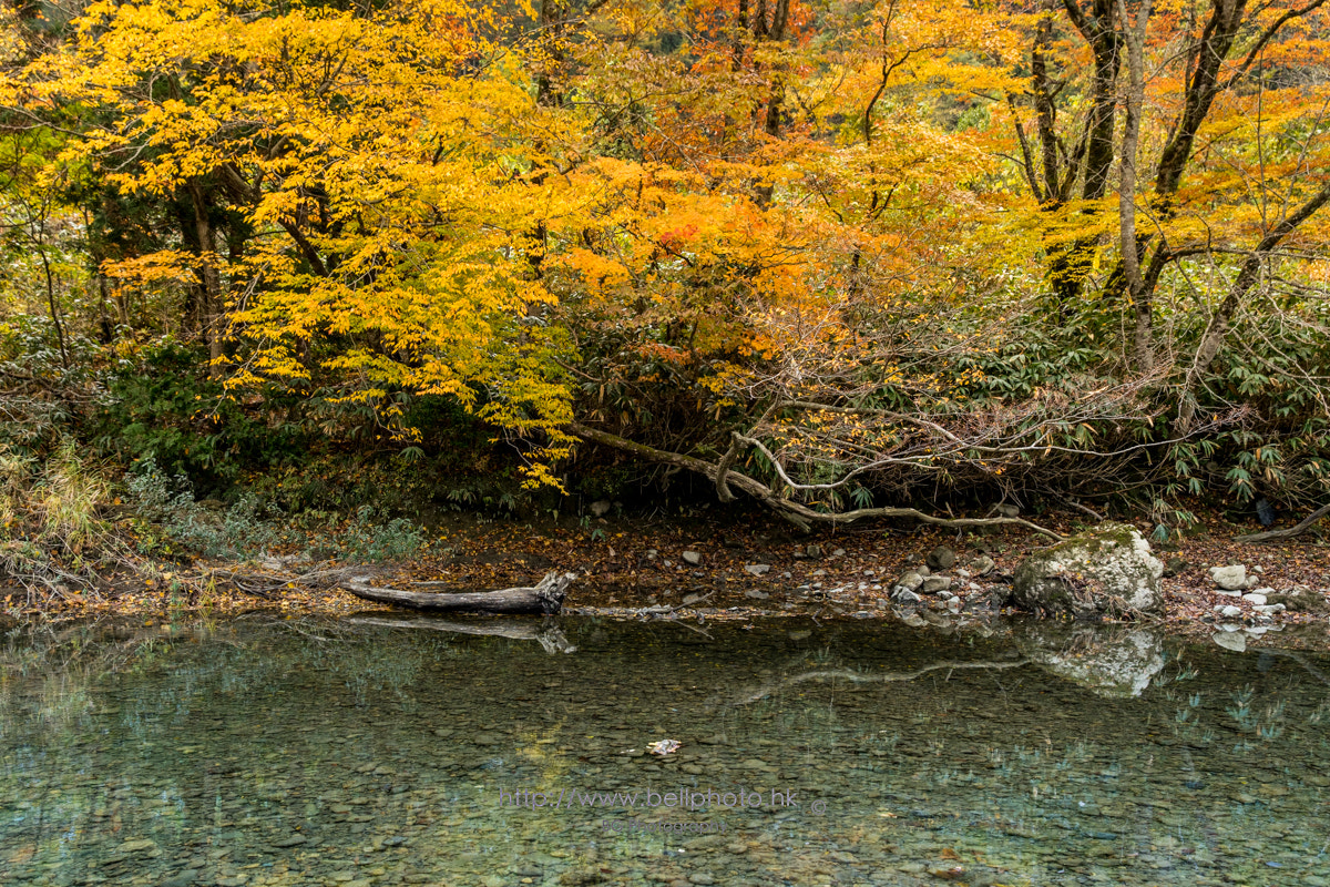 Sony a7 + Canon EF 85mm F1.2L II USM sample photo. 秋の景色 photography