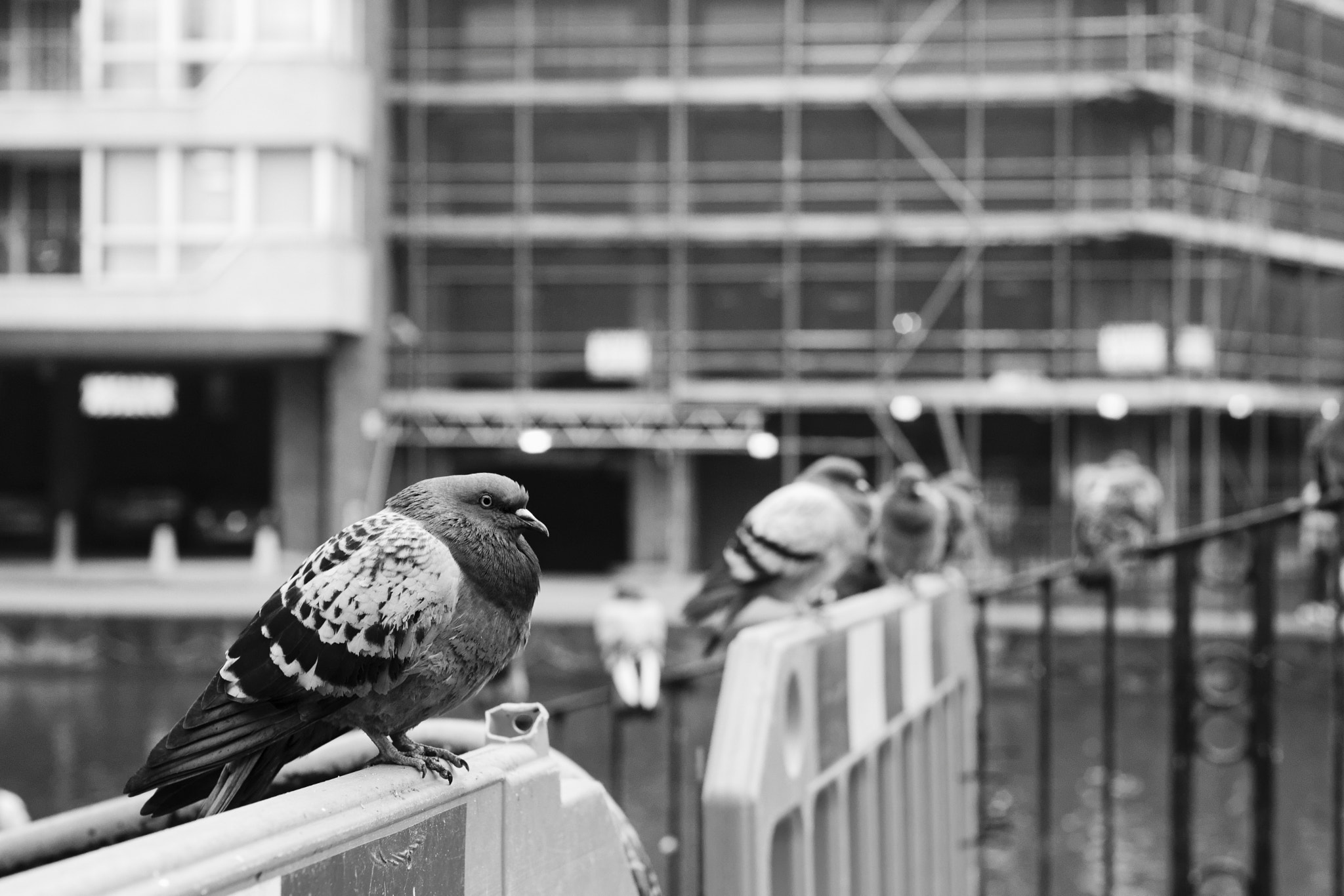 Sony Alpha DSLR-A900 + Minolta AF 50mm F1.7 sample photo. Pigeons photography