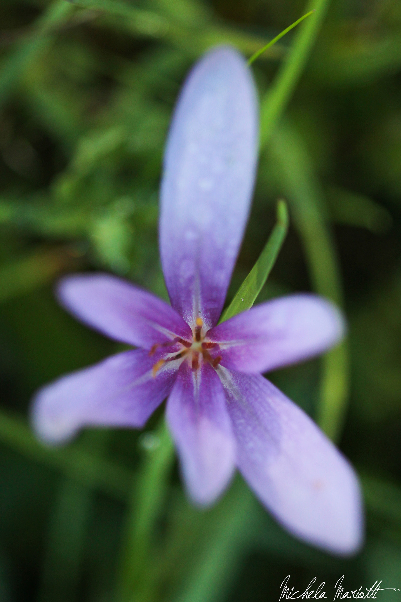 Canon EOS 600D (Rebel EOS T3i / EOS Kiss X5) + Canon EF 100mm F2.8 Macro USM sample photo. Crocus photography