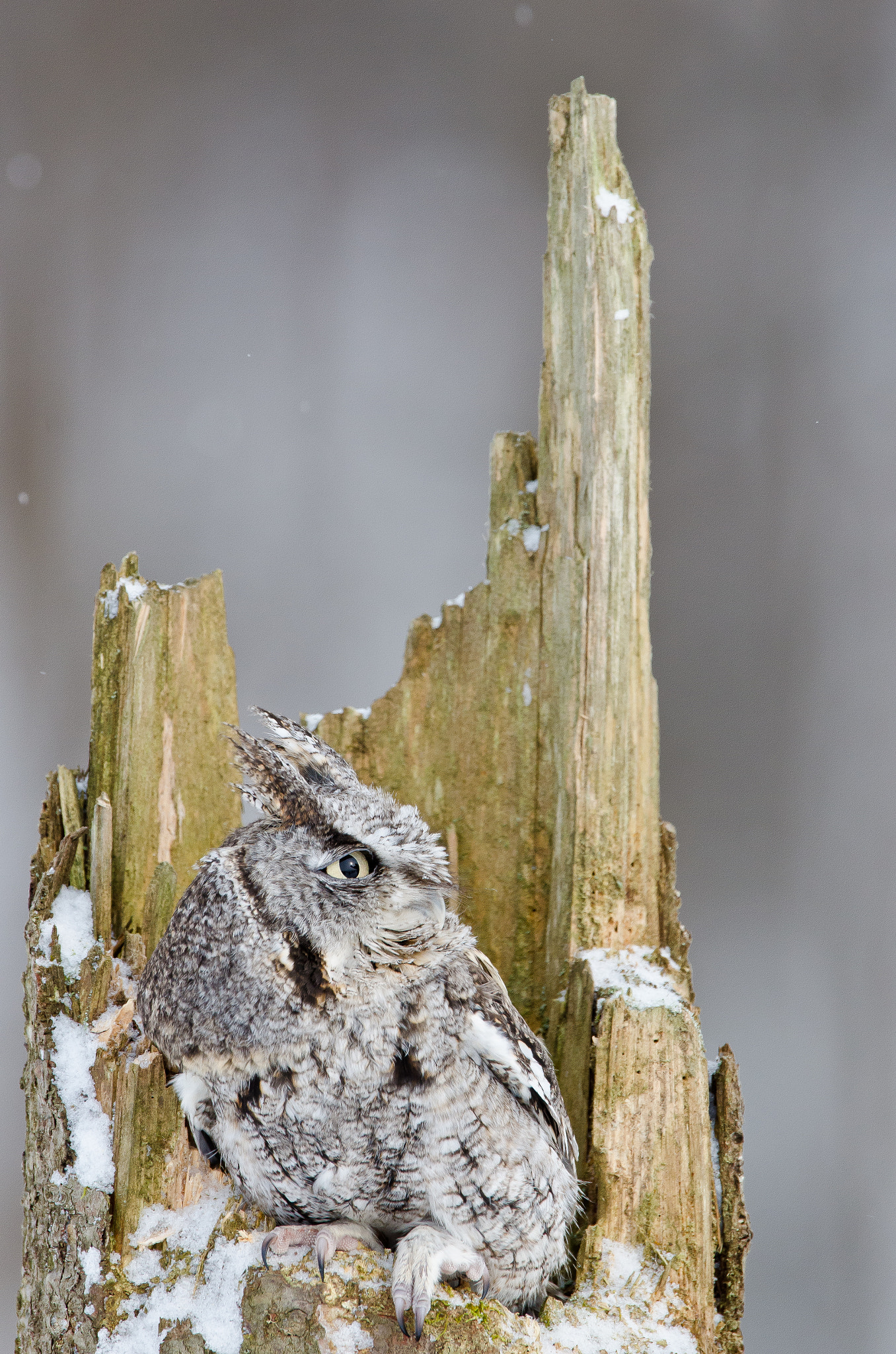 Nikon AF-S Nikkor 600mm F4D ED-IF II sample photo. Le petit roi photography