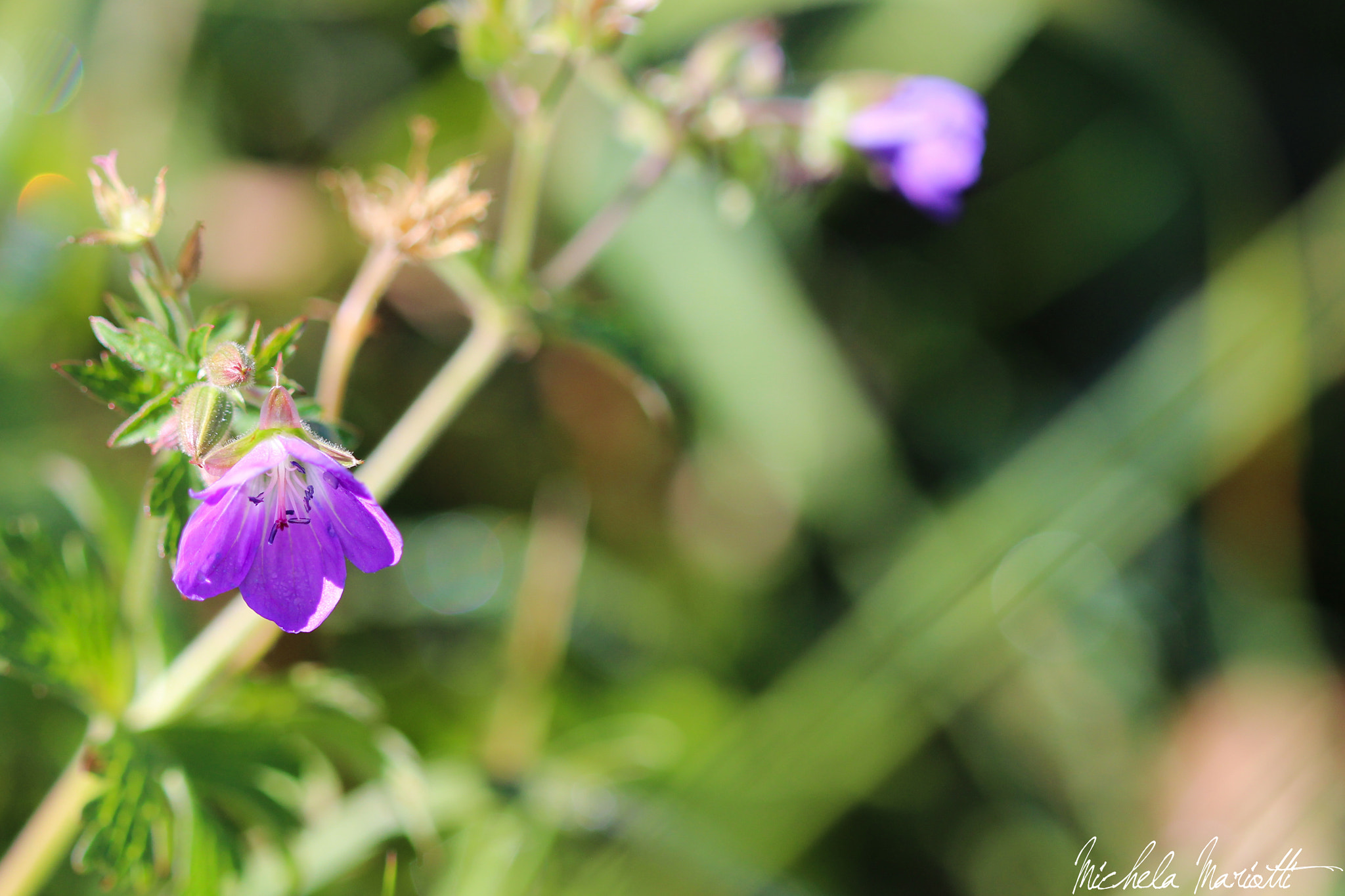 Canon EOS 600D (Rebel EOS T3i / EOS Kiss X5) + Canon EF 100mm F2.8 Macro USM sample photo. Flowers photography