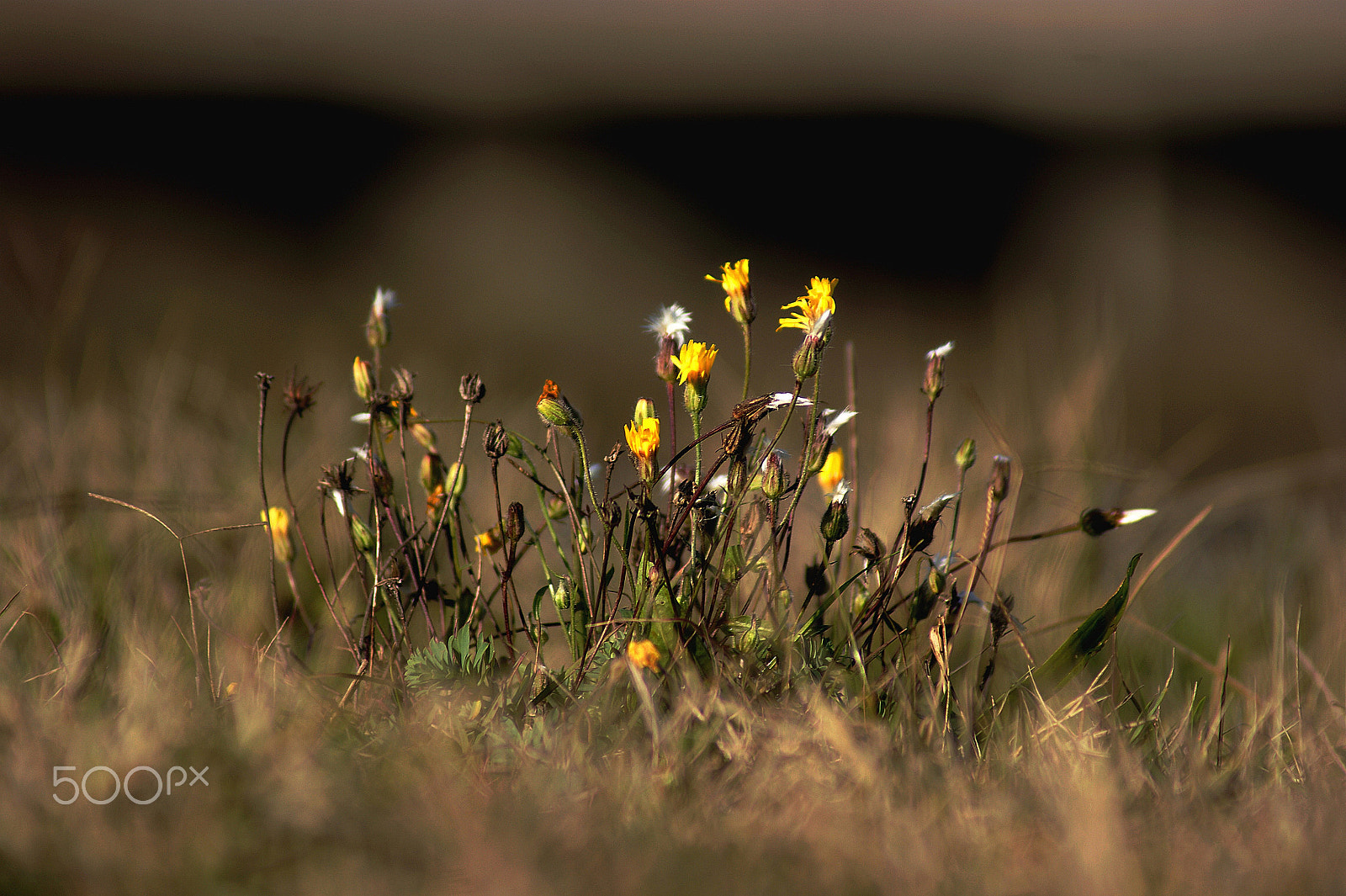 Sony 75-300mm F4.5-5.6 sample photo. Flower photography