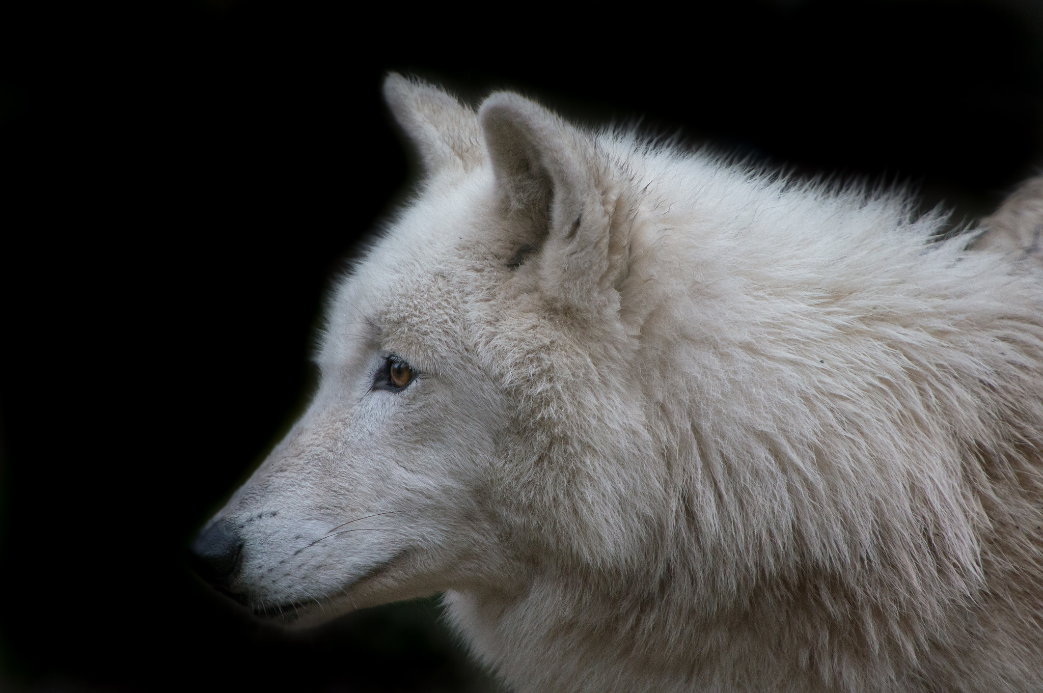 Sigma 150-500mm F5-6.3 DG OS HSM sample photo. Polar wolf photography