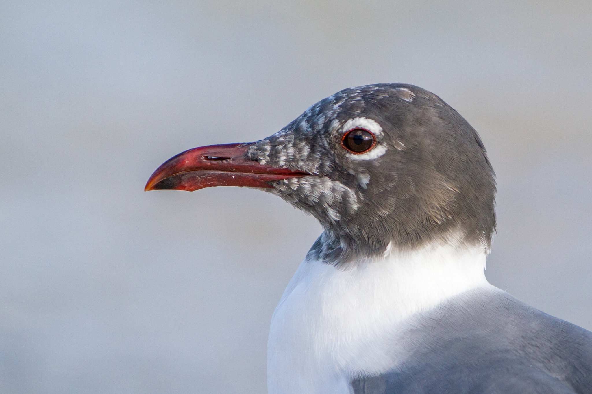 Canon EF 200-400mm F4L IS USM Extender 1.4x sample photo. Laughing gull photography