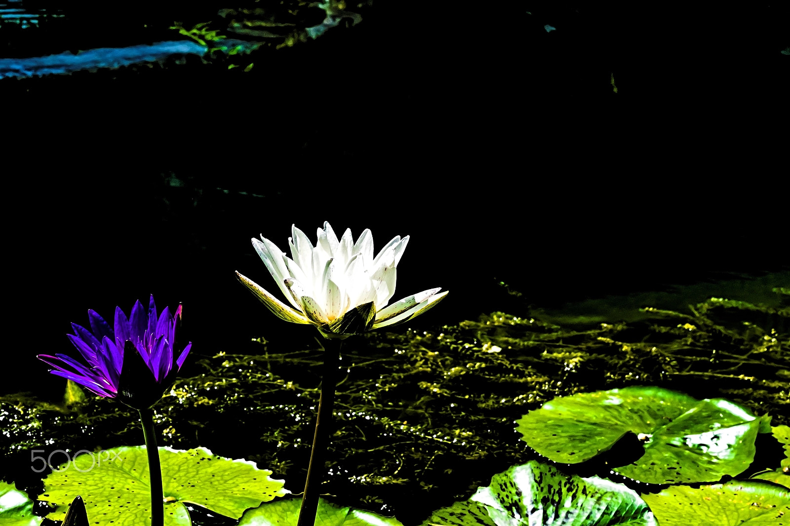 Fujifilm X-Pro1 + Fujifilm XF 56mm F1.2 R APD sample photo. A picture of water lily (thailand) photography