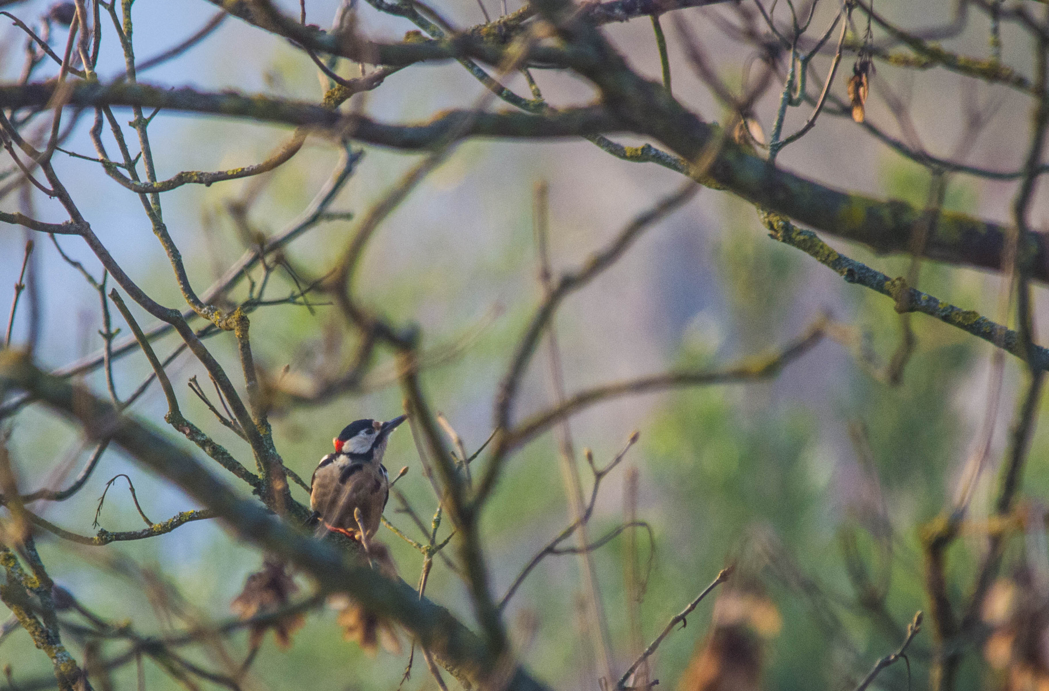 Pentax K-5 + smc PENTAX-F* 300mm F4.5 ED[IF] sample photo. Picchio rosso maggiore photography