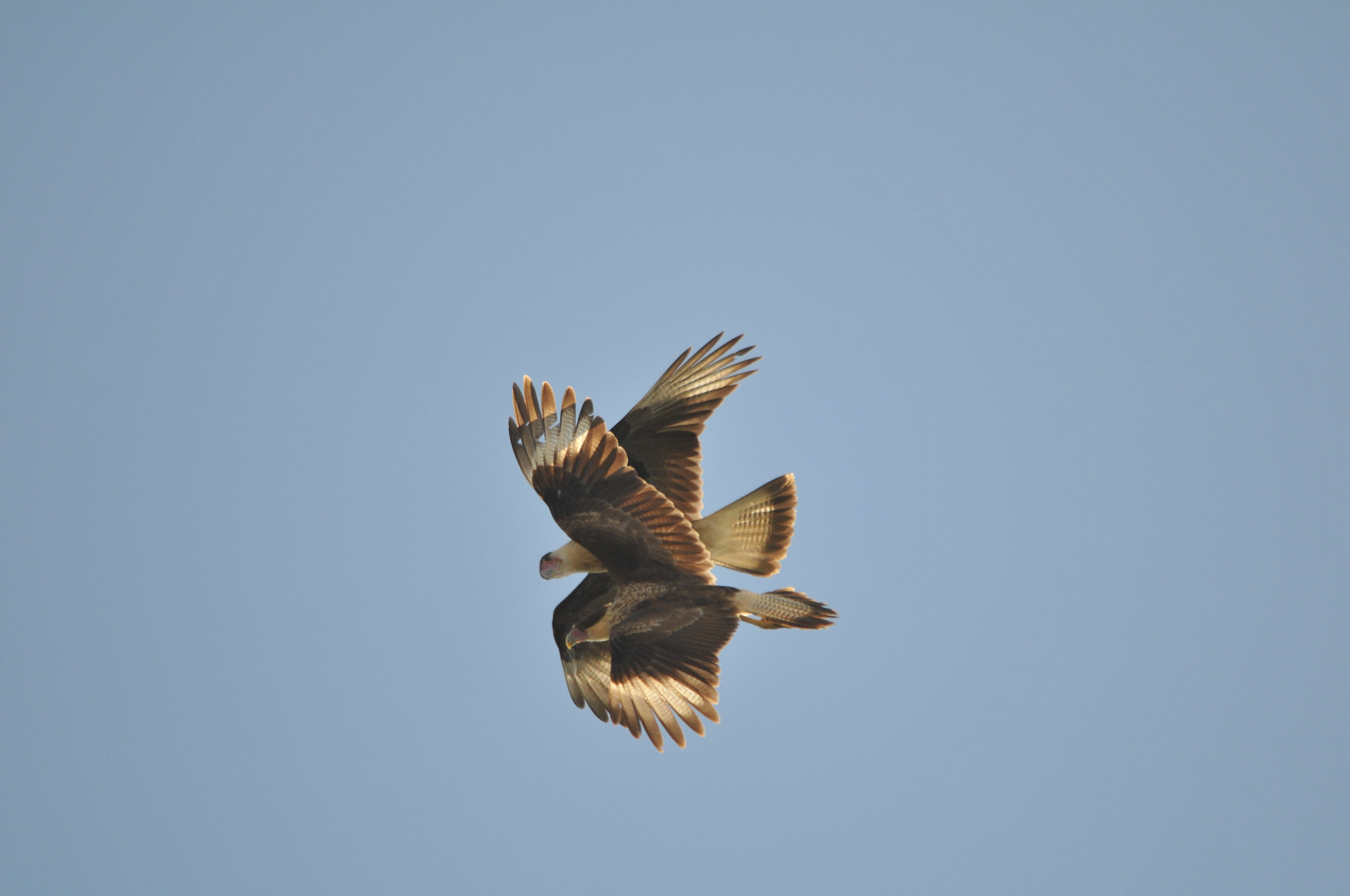 Sigma 150-500mm F5-6.3 DG OS HSM sample photo. Fighting cara cara photography