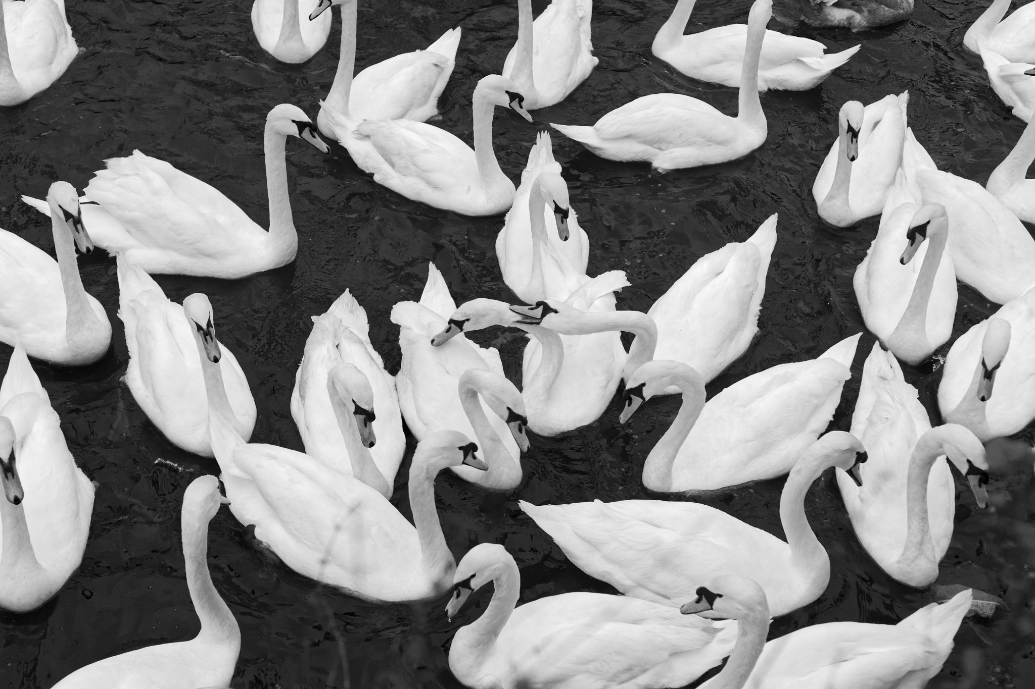 Sony Alpha DSLR-A900 + Minolta AF 50mm F1.7 sample photo. Swans photography