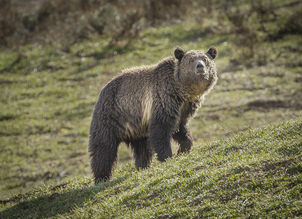 Canon EOS-1D Mark IV + Canon EF 200-400mm F4L IS USM Extender 1.4x sample photo. Wet bear after a snow flurry in yellowstone photography