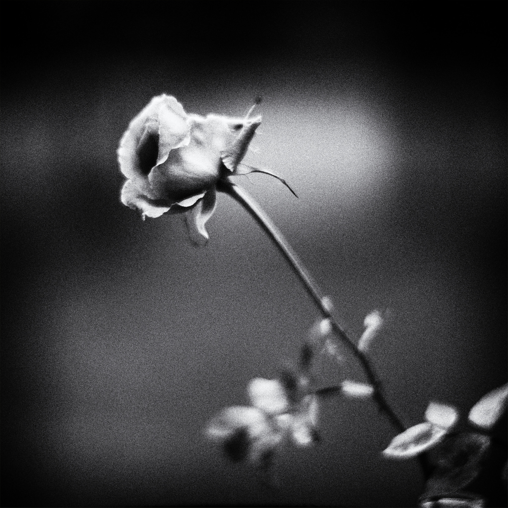 Canon EF 35-80mm f/4-5.6 sample photo. Winter rose photography