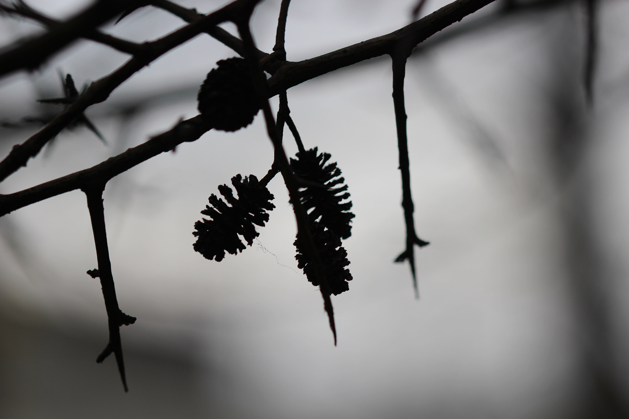 Canon EOS 100D (EOS Rebel SL1 / EOS Kiss X7) + Canon EF 100mm F2.8 Macro USM sample photo. Tree - winter photography