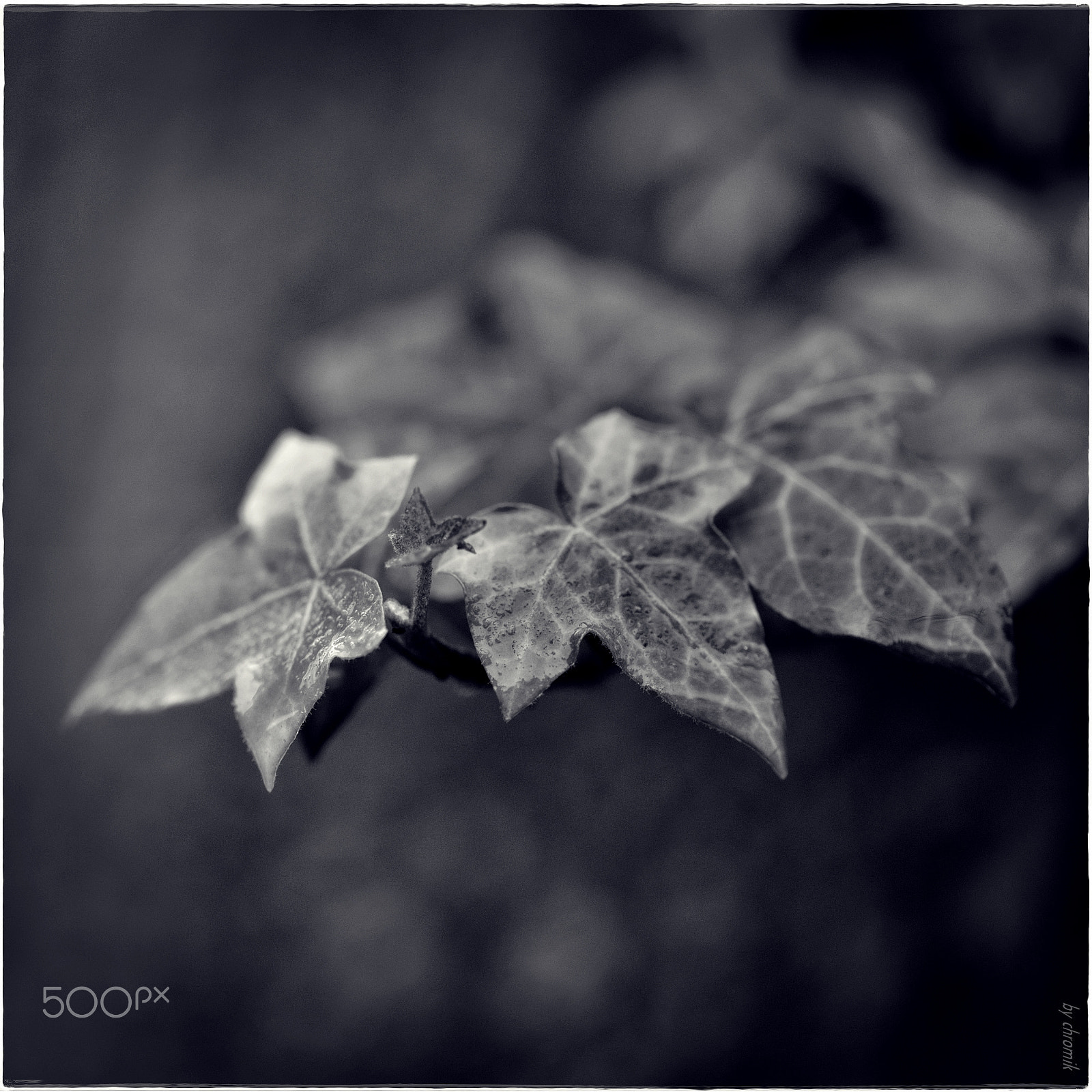 Nikon D600 + 105mm F2.8 sample photo. Nature in winter photography