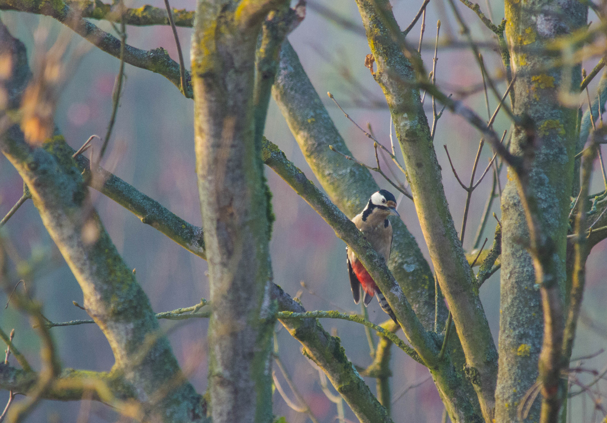 Pentax K-5 + smc PENTAX-F* 300mm F4.5 ED[IF] sample photo. Picchio rosso maggiore photography