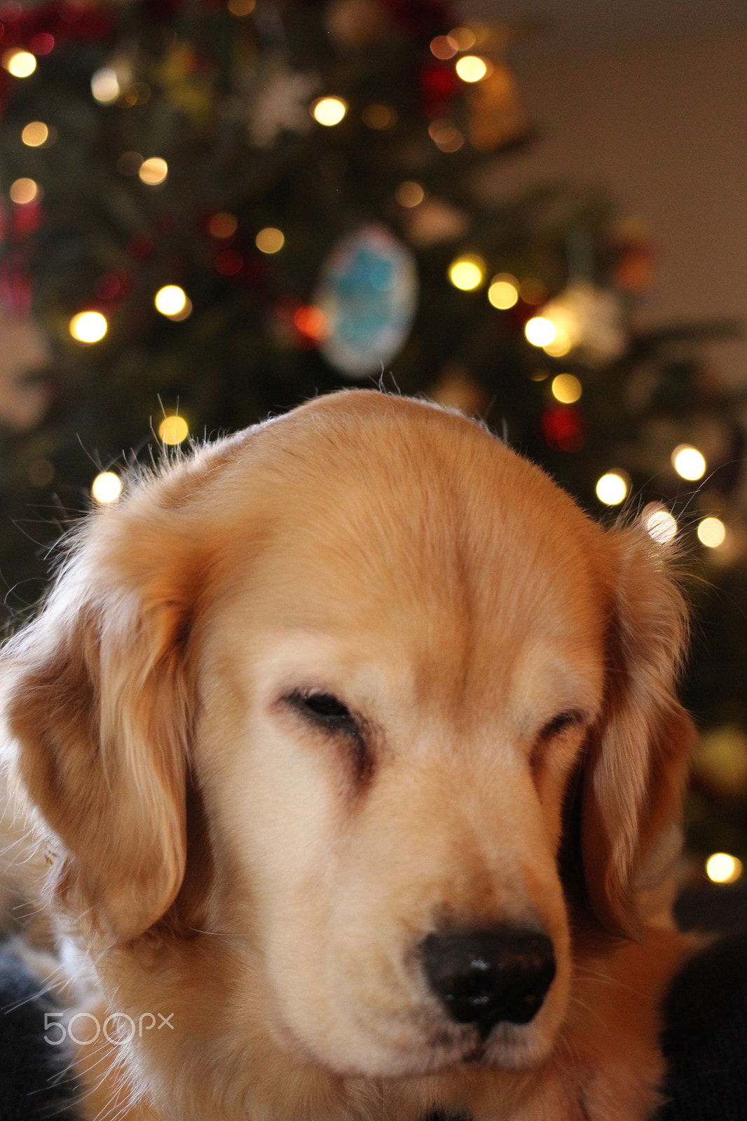 Canon EOS 650D (EOS Rebel T4i / EOS Kiss X6i) sample photo. Pup photography