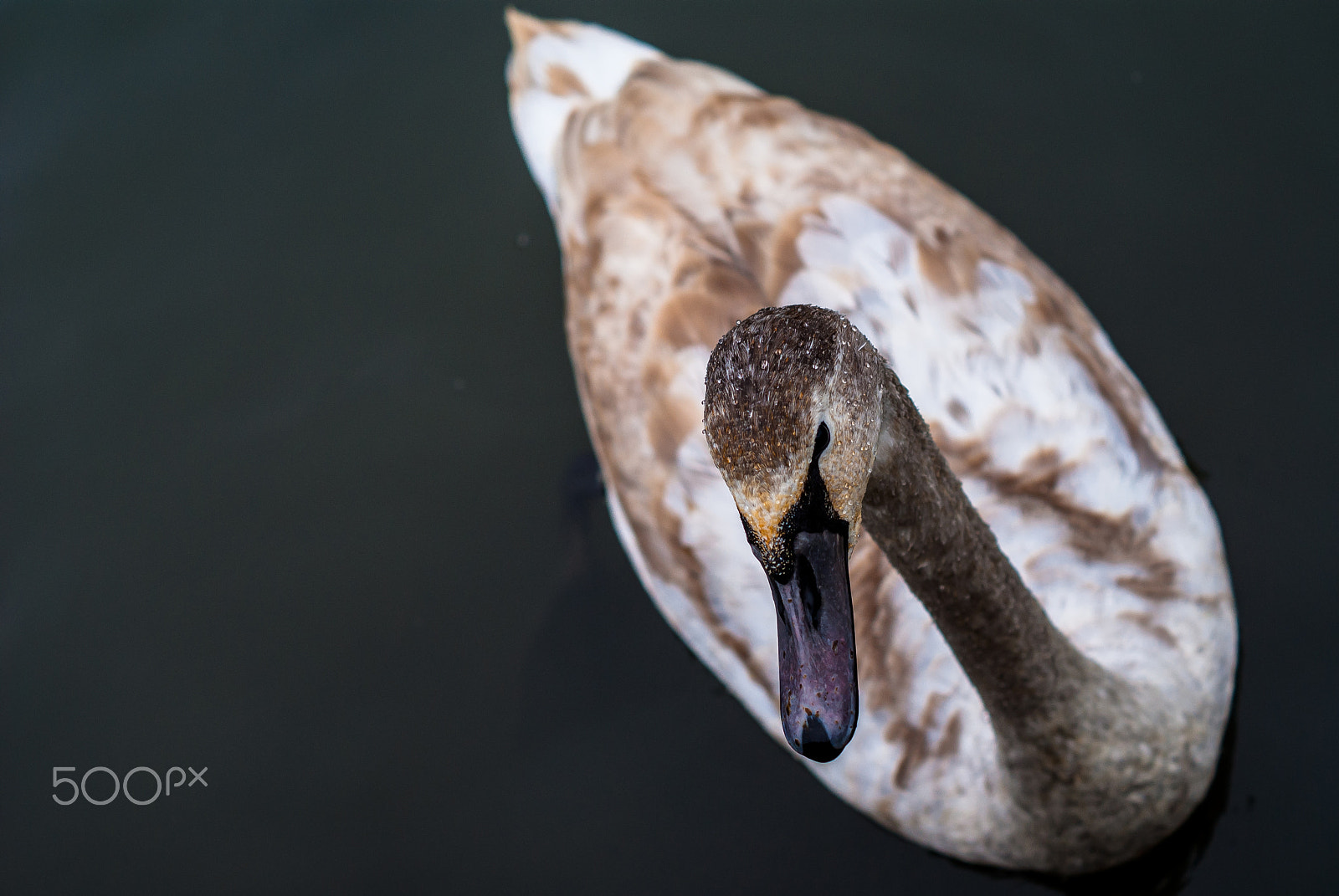 Sony Alpha DSLR-A300 + Sony DT 50mm F1.8 SAM sample photo. Young swan photography