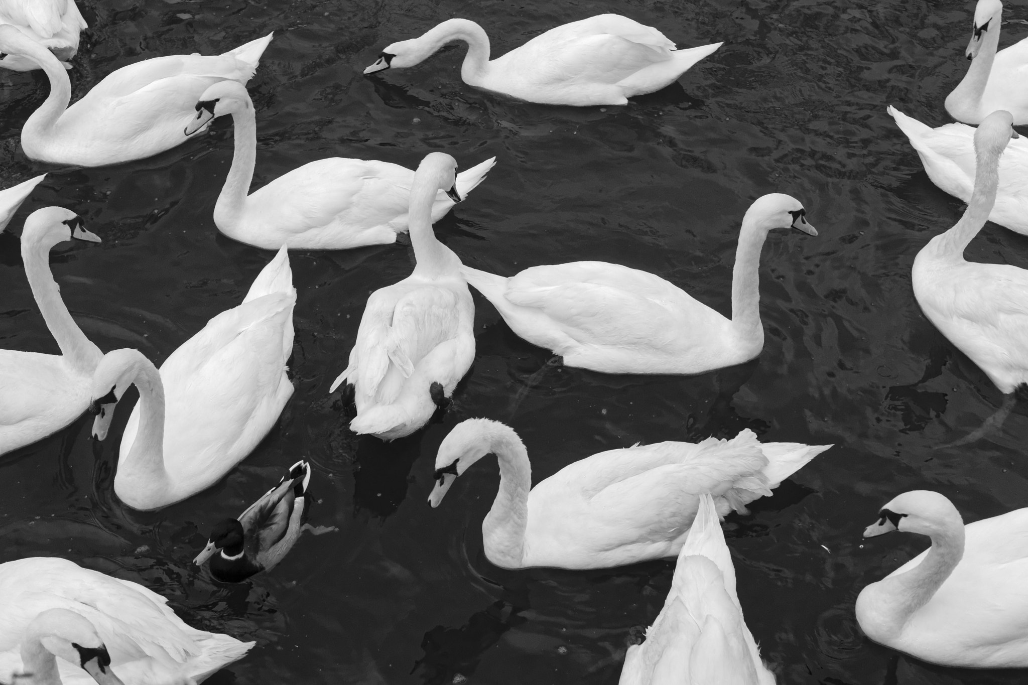 Sony Alpha DSLR-A900 + Minolta AF 50mm F1.7 sample photo. Swans photography
