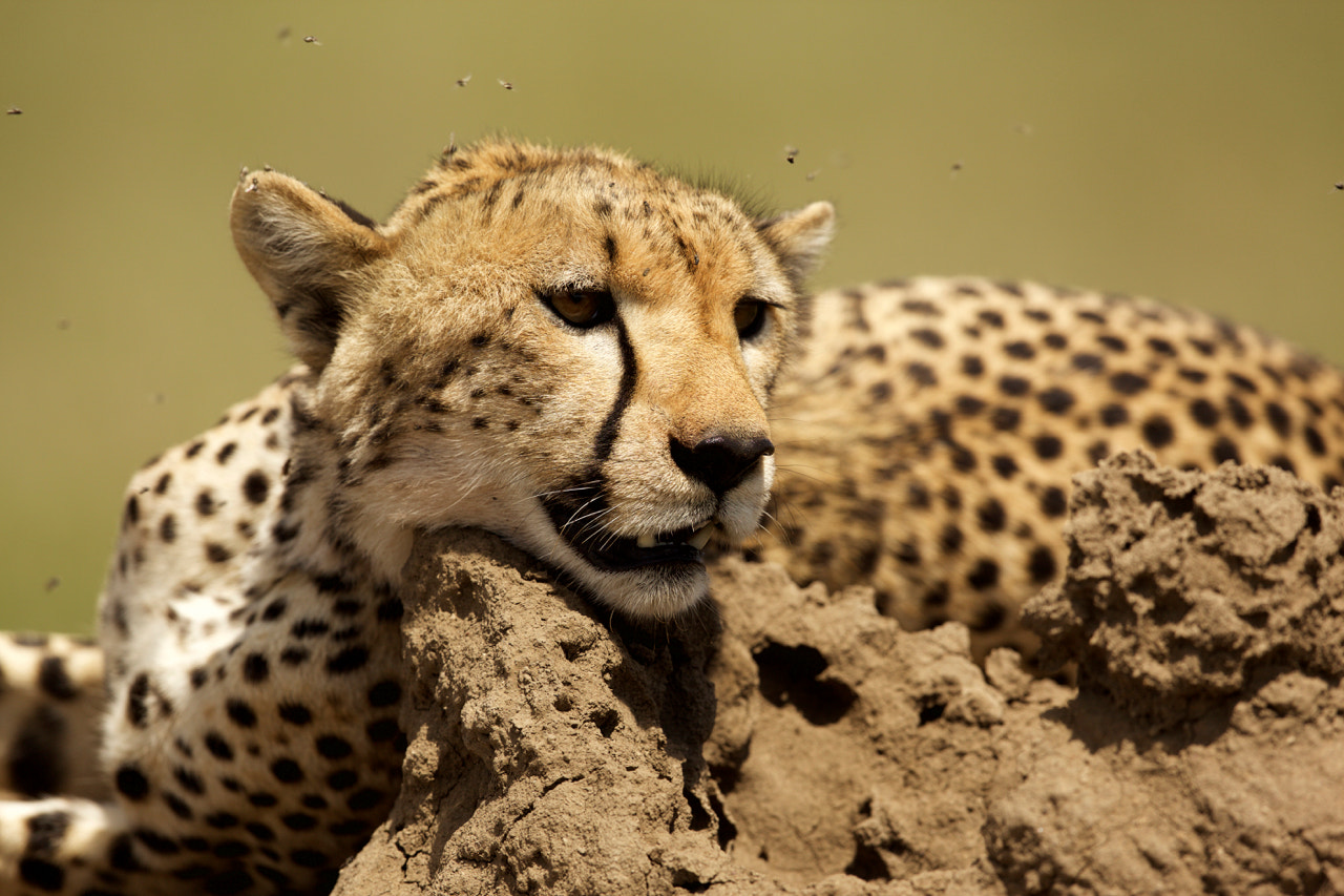 Canon EF 500mm F4L IS II USM sample photo. Lying cheetah photography