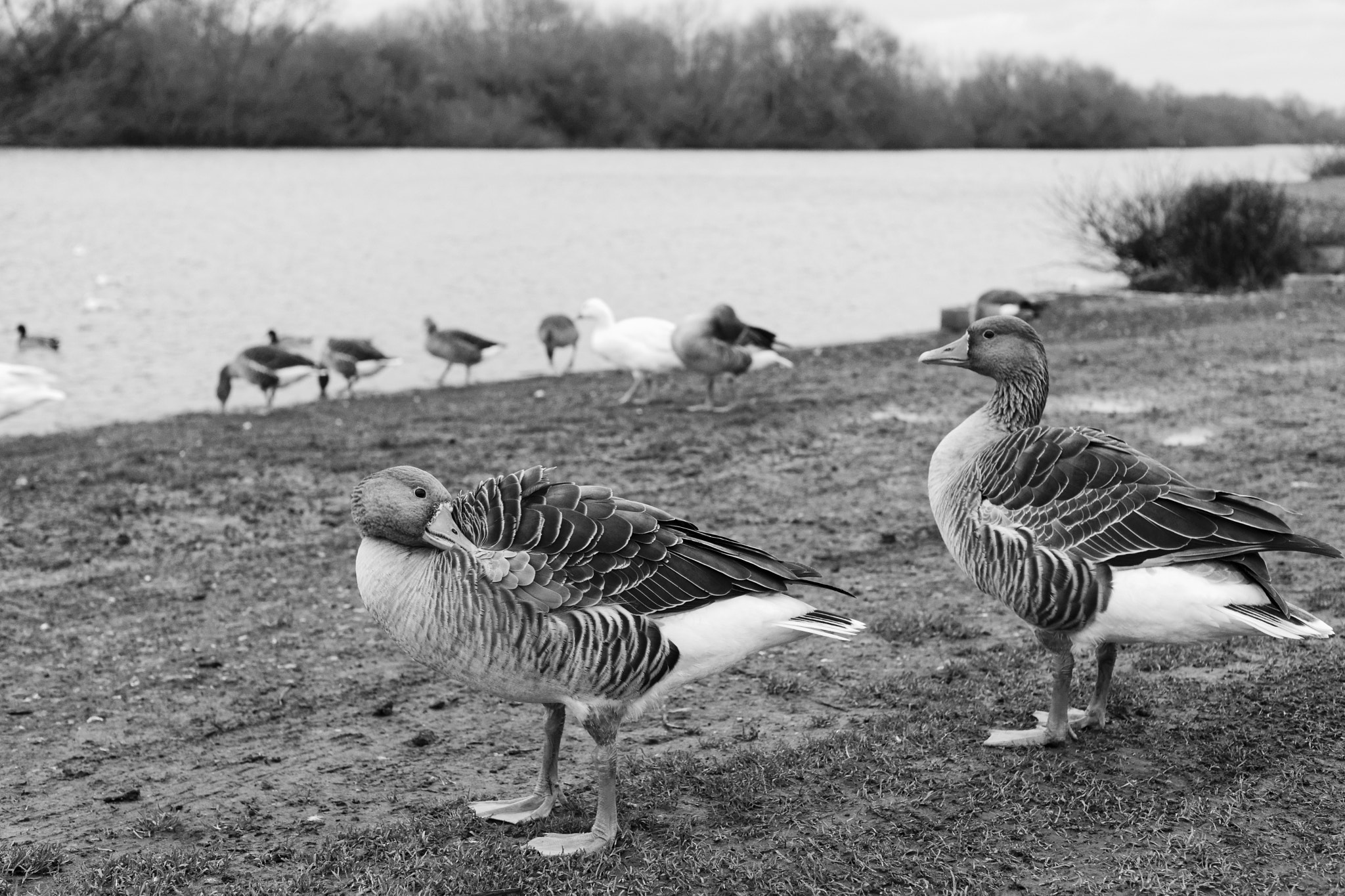 Sony Alpha DSLR-A900 + Minolta AF 50mm F1.7 sample photo. Greylag geese photography